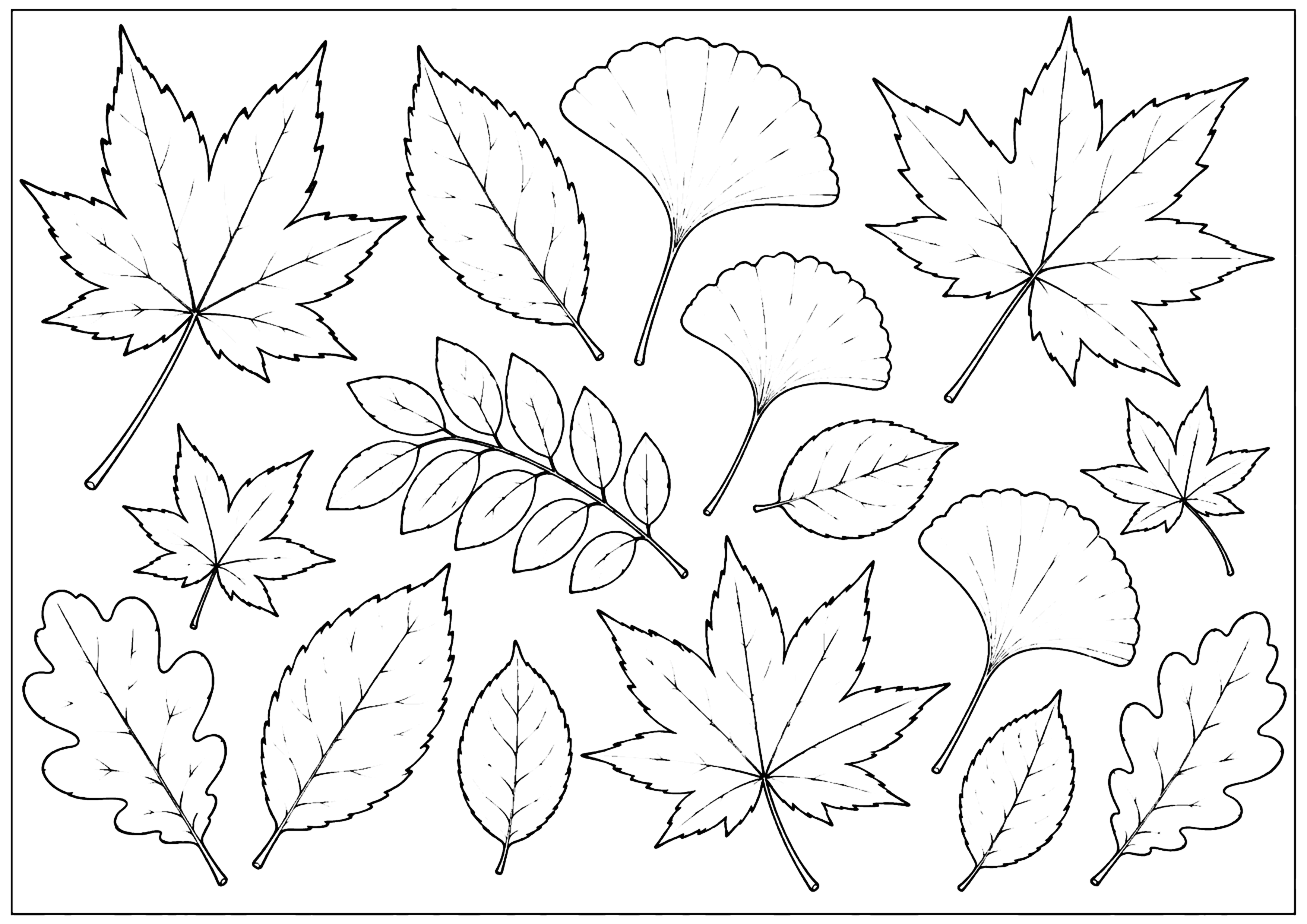 秋の葉っぱ 塗り絵
