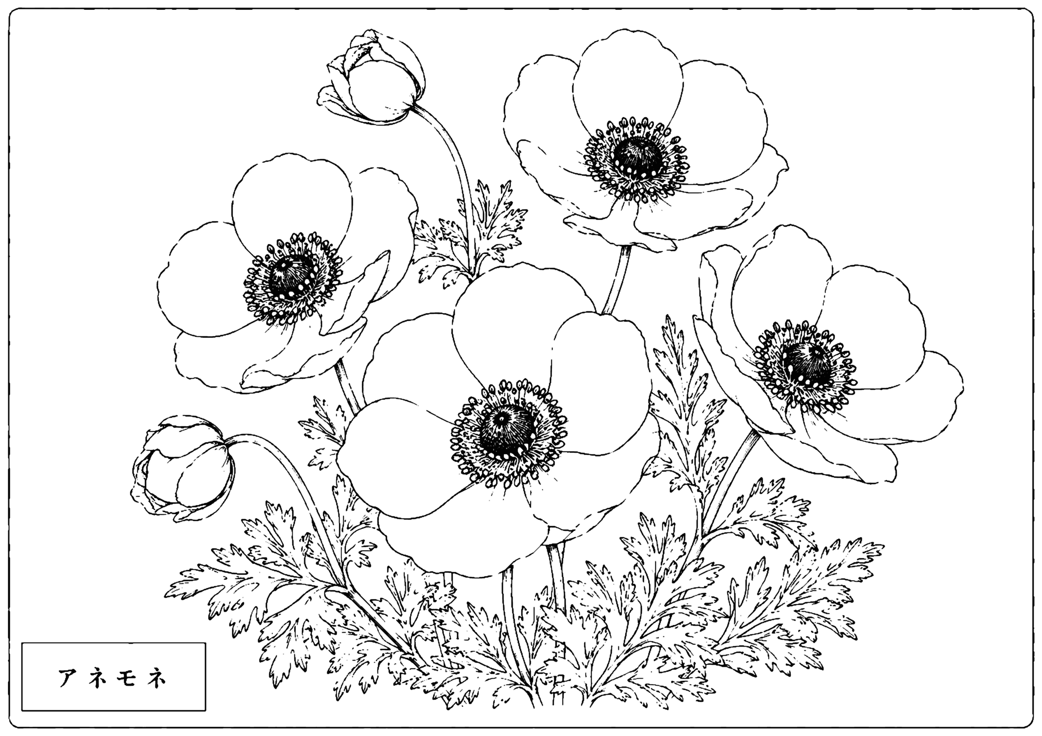 アネモネ 塗り絵