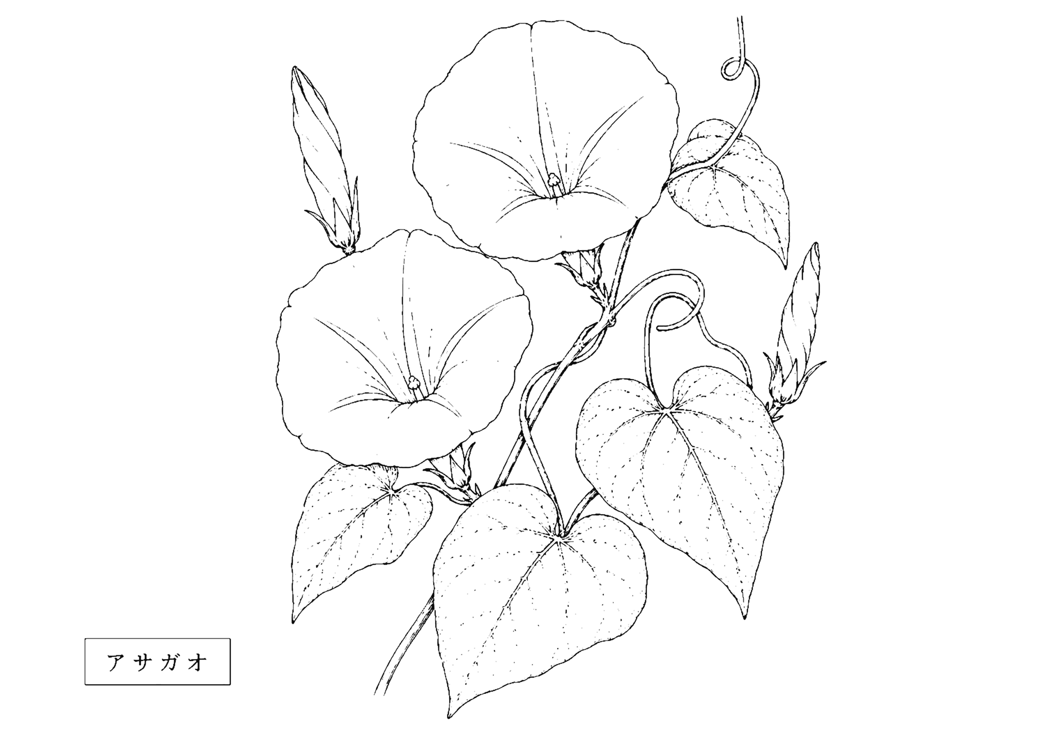 アサガオ 塗り絵