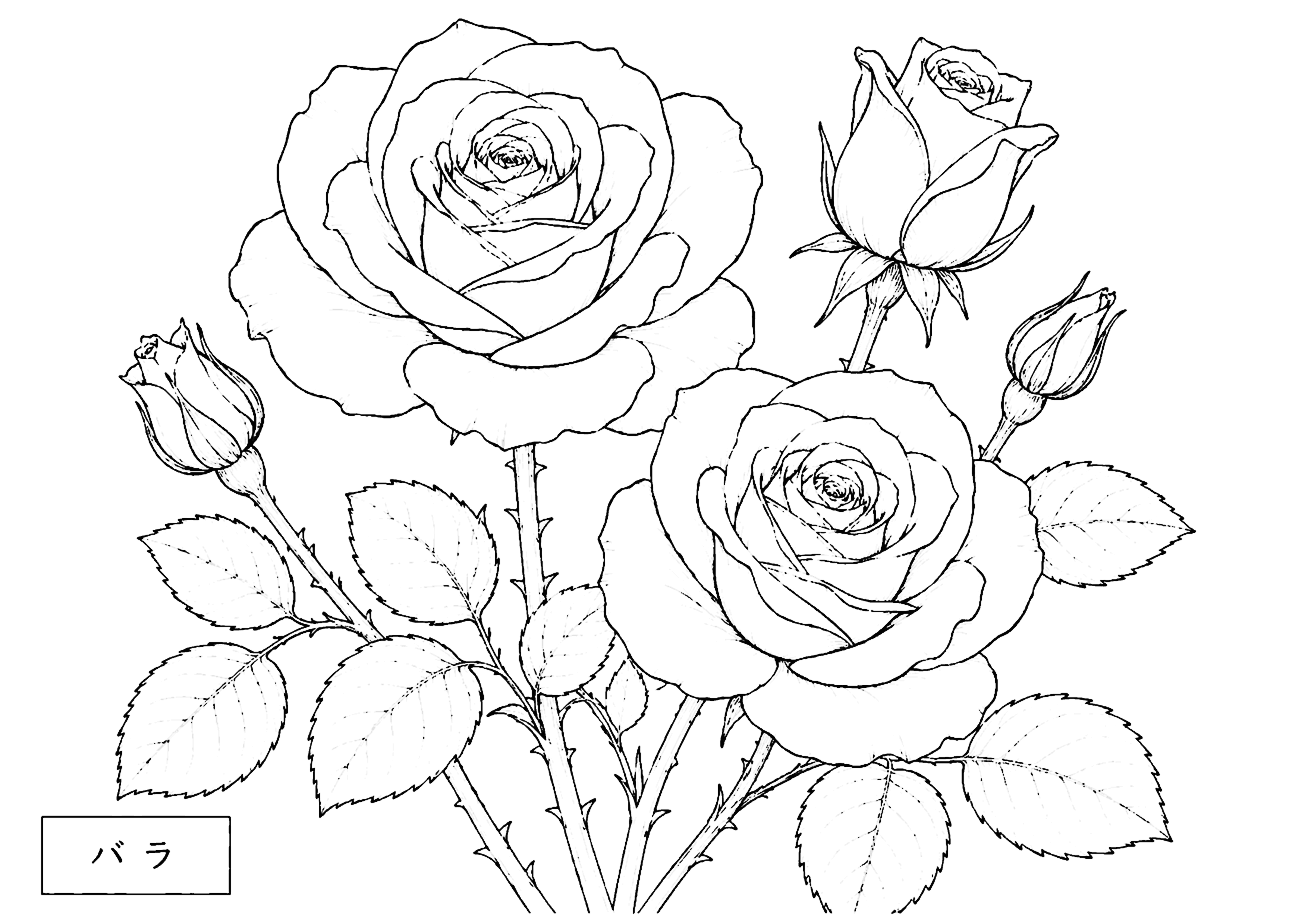 バラ 塗り絵