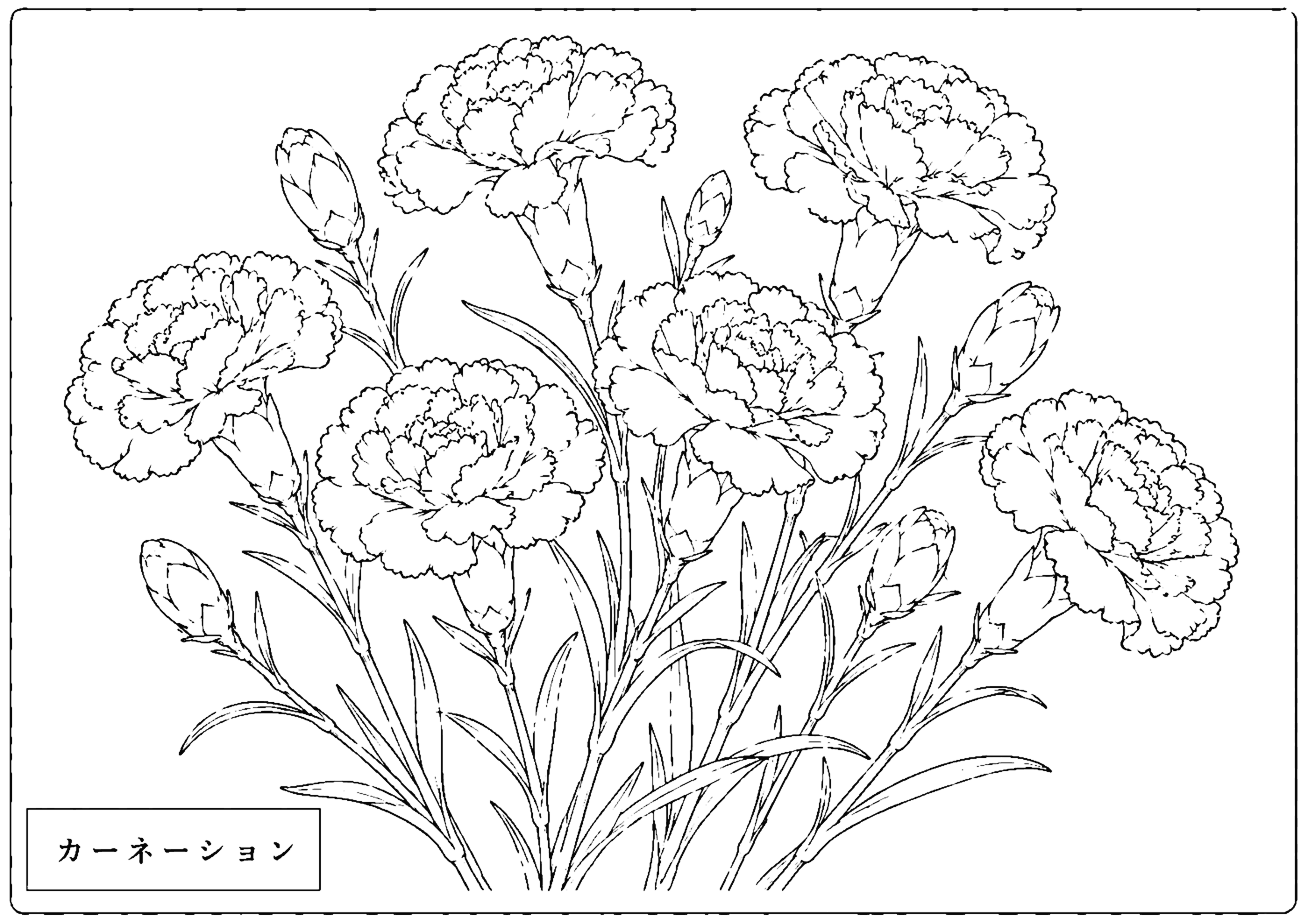カーネーション 塗り絵