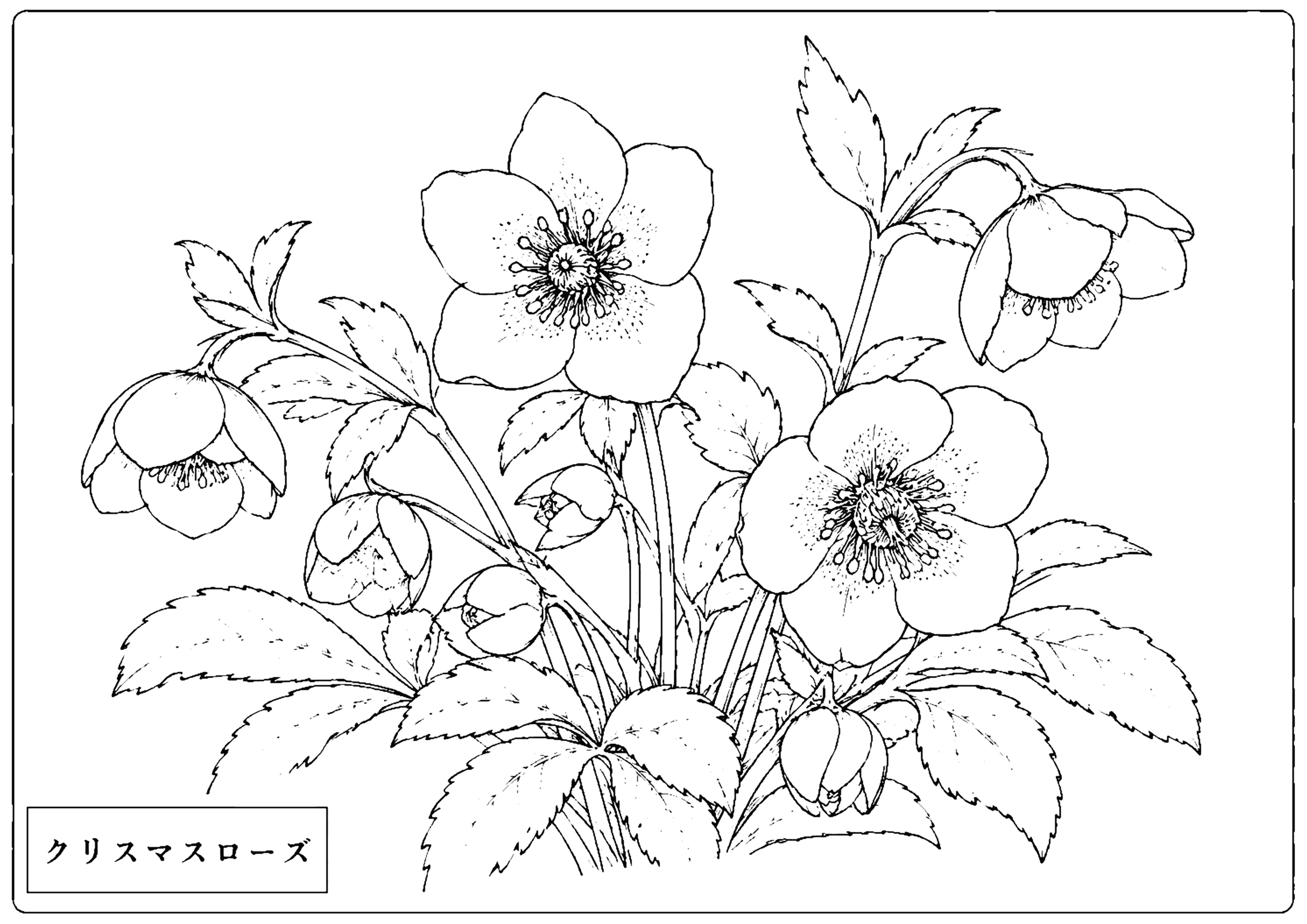 クリスマスローズ 塗り絵