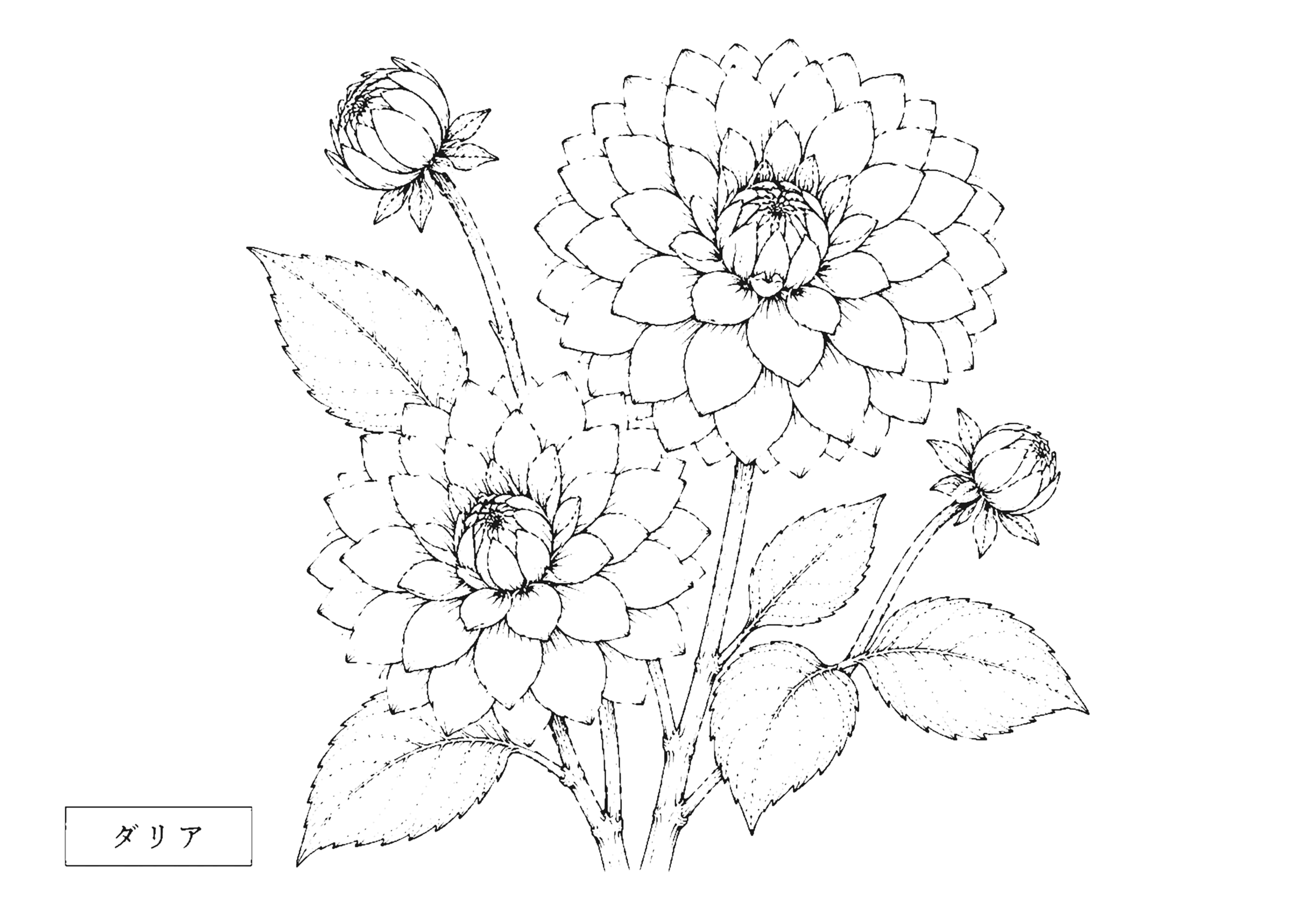 ダリア 塗り絵