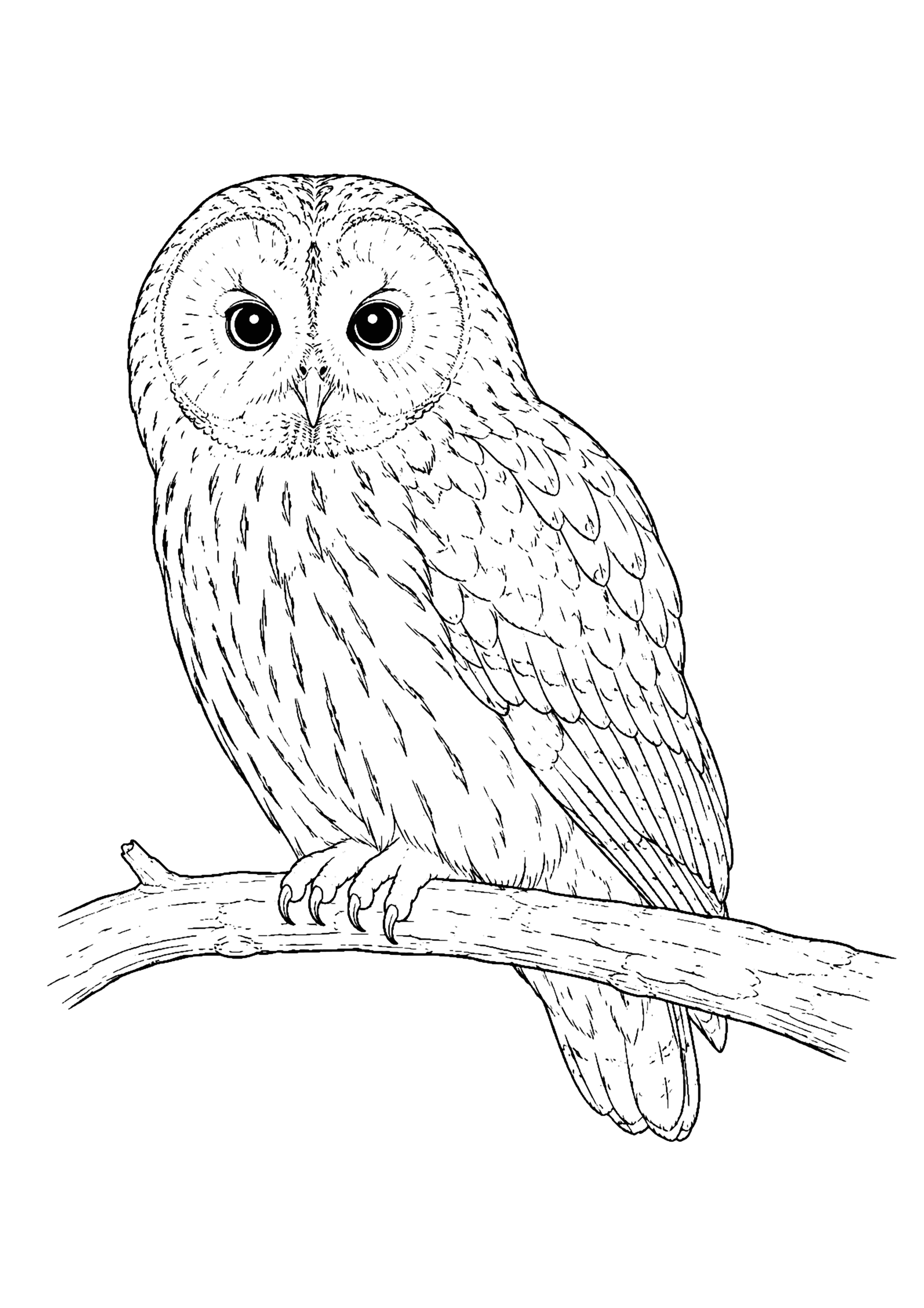 ふくろう 塗り絵