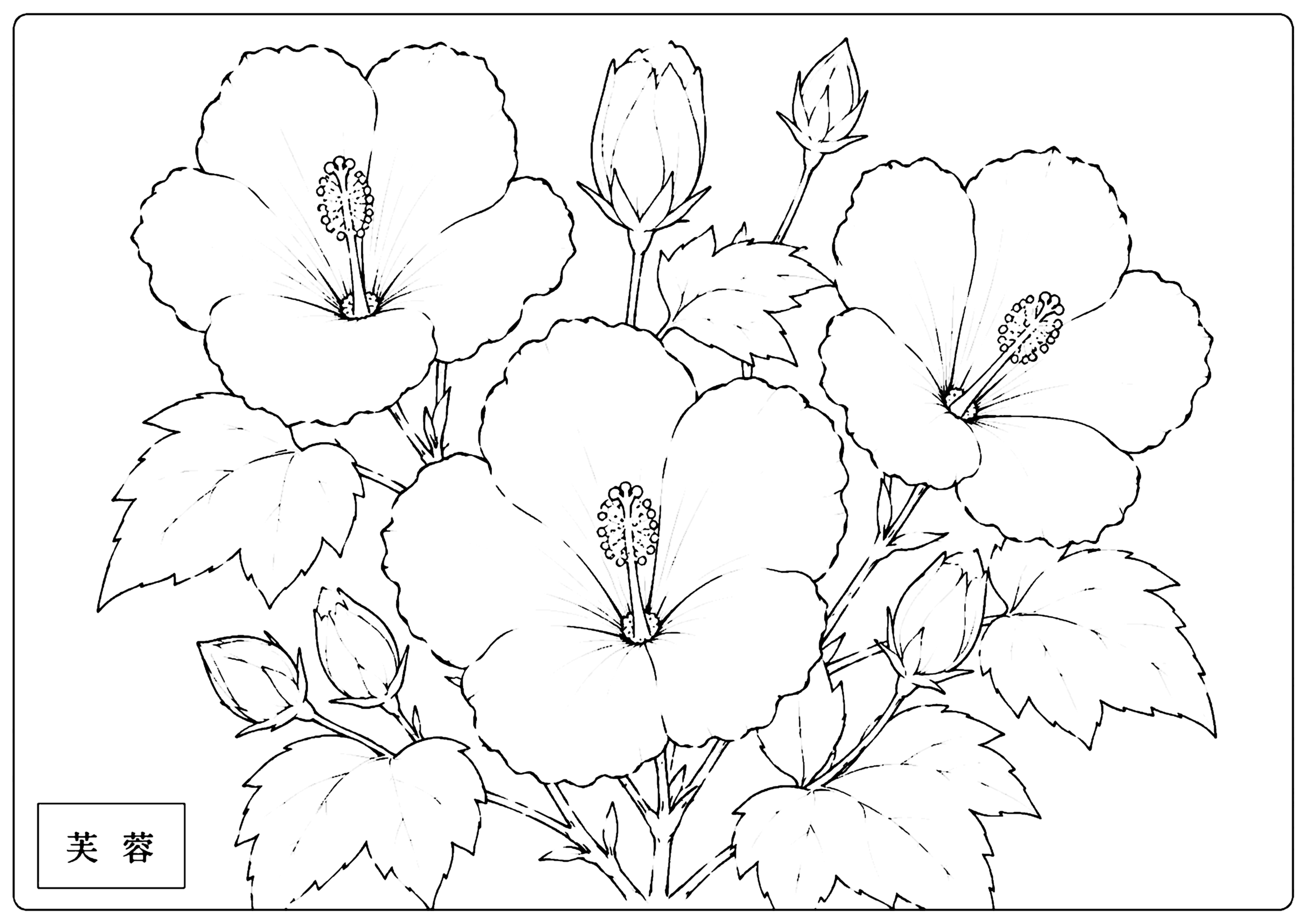 芙蓉 塗り絵