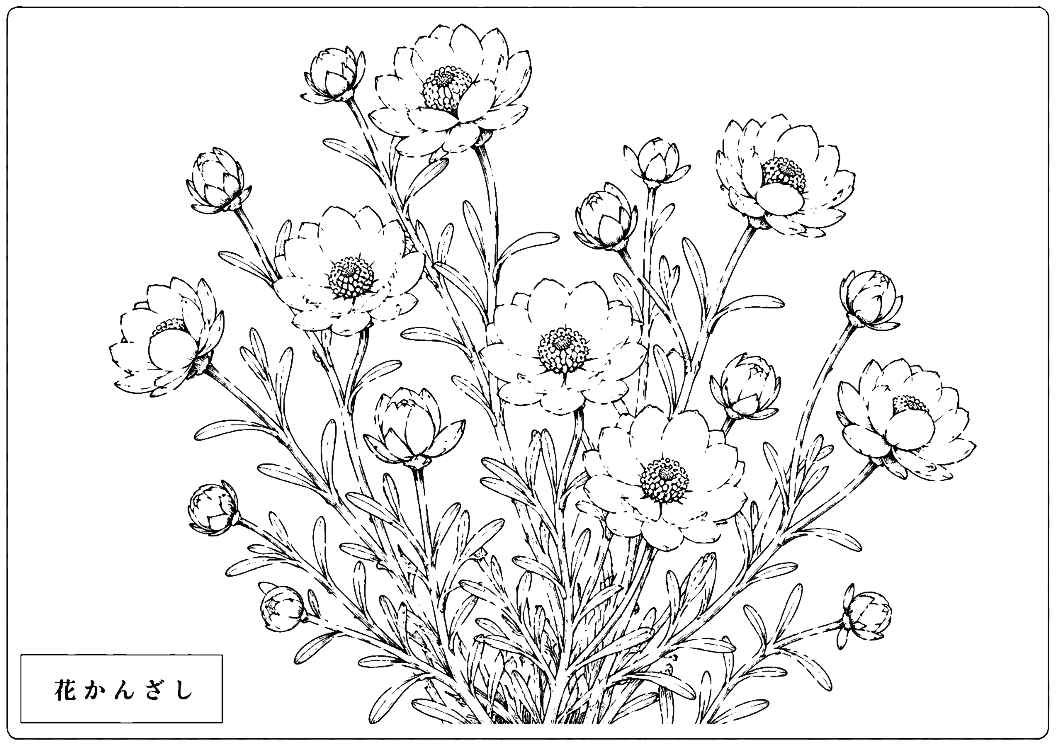 花かんざし 塗り絵