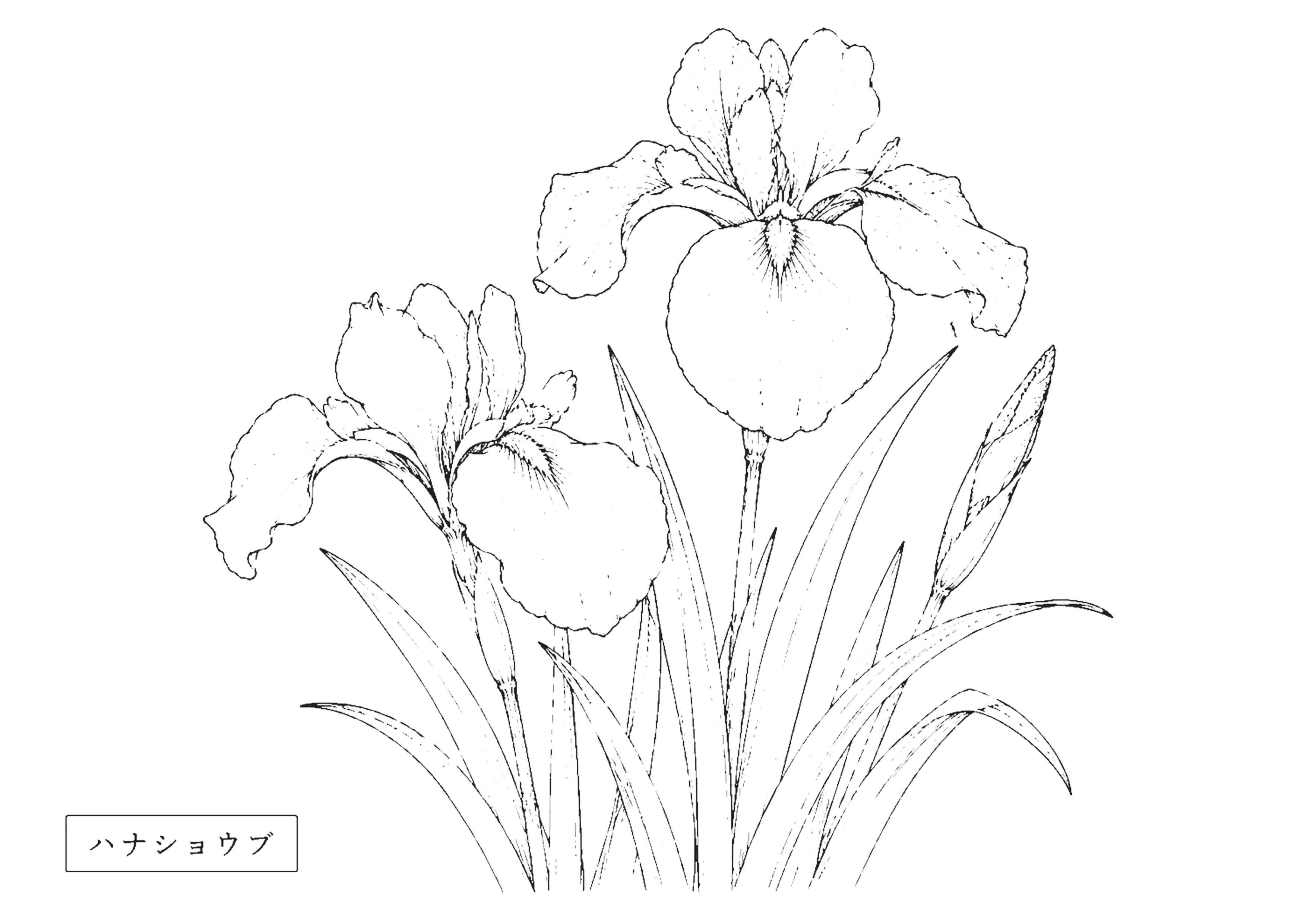 ハナショウブ 塗り絵
