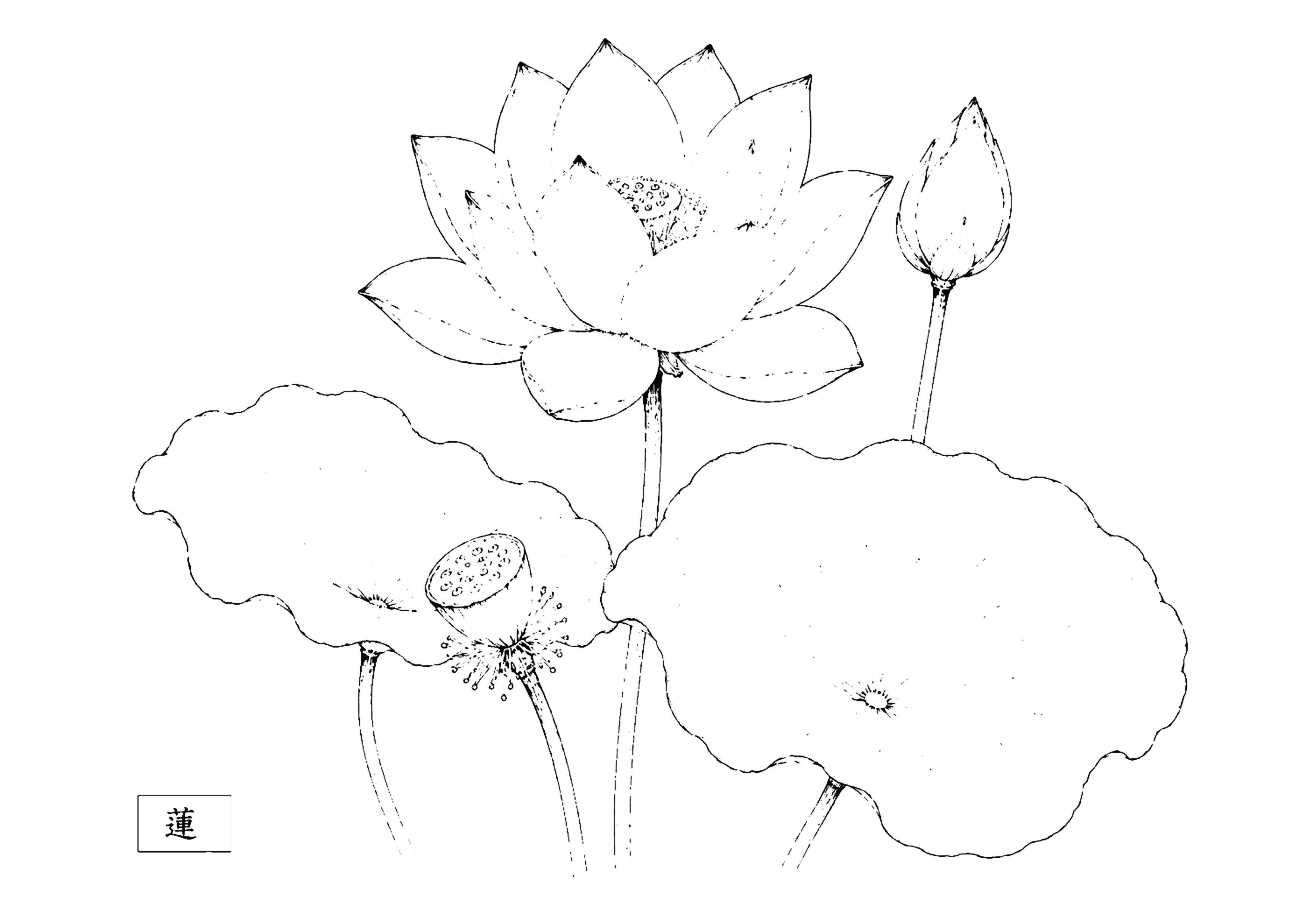 蓮 塗り絵