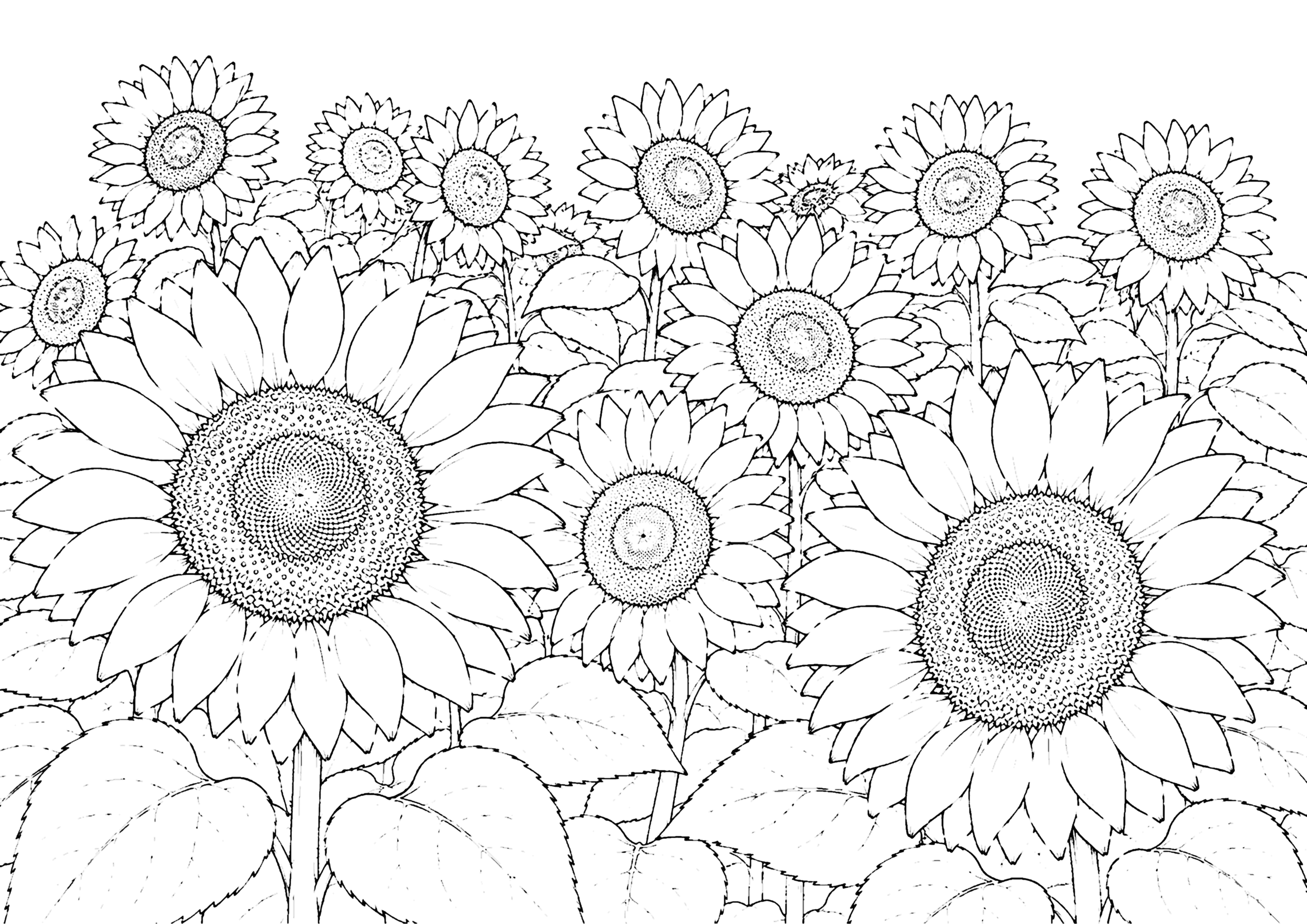 ひまわり 塗り絵