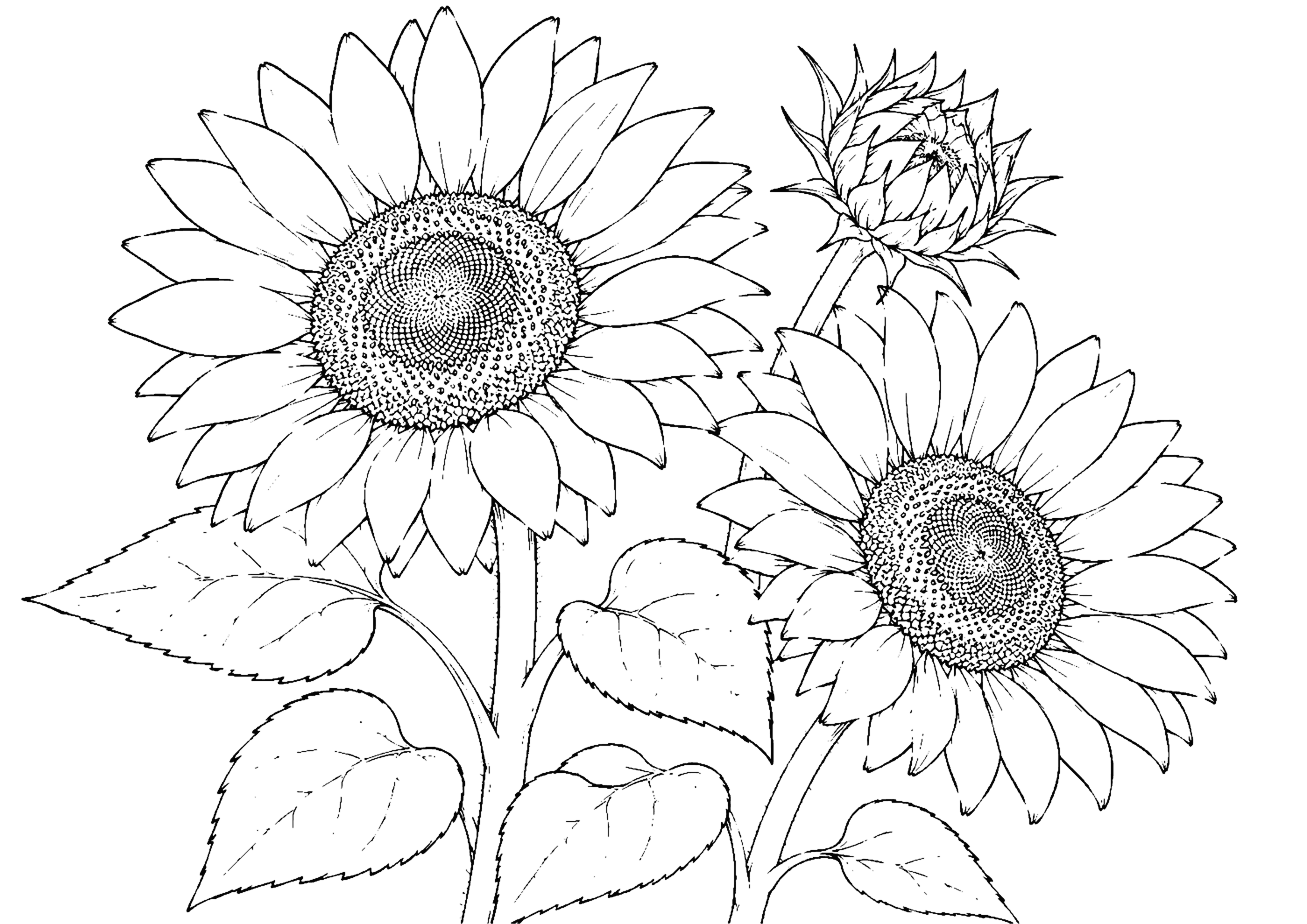 ひまわり 塗り絵