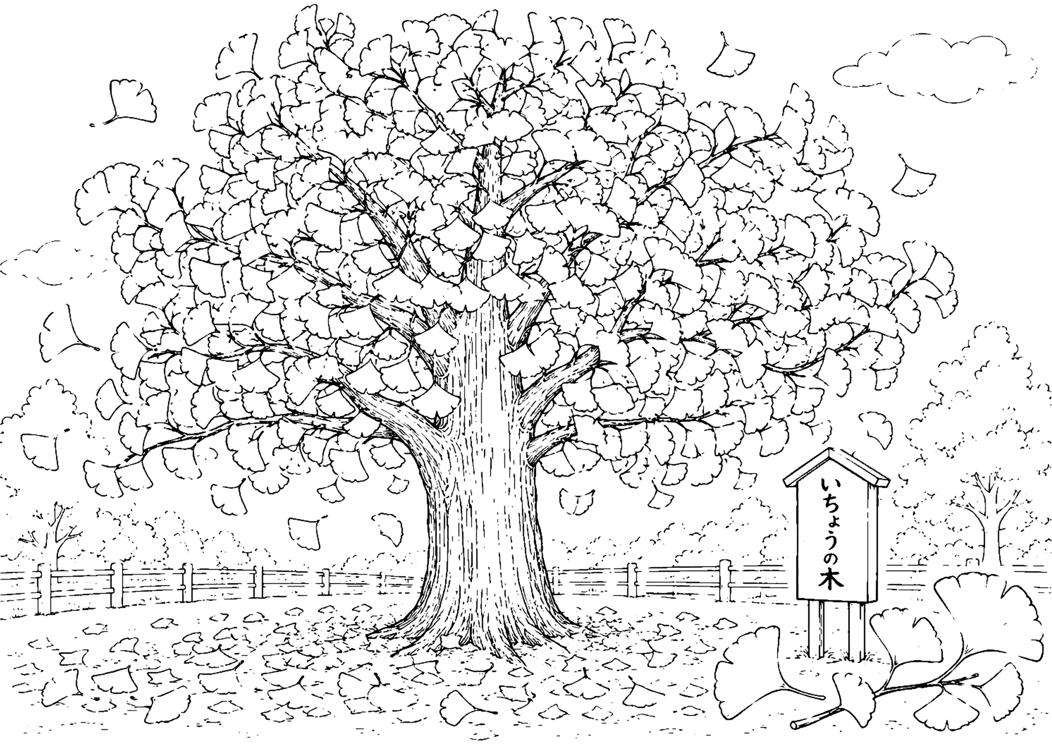 いちょう 塗り絵
