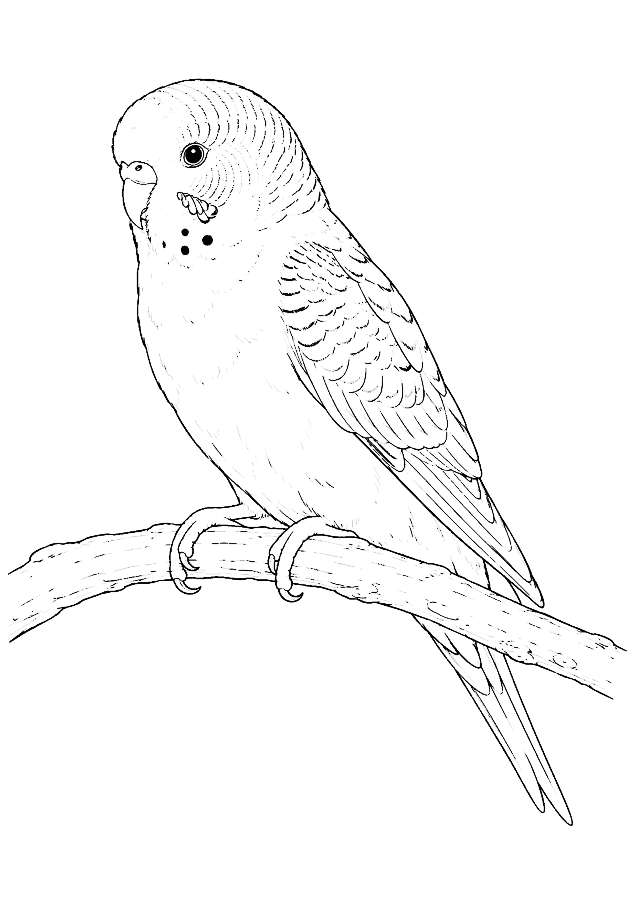 インコ 塗り絵