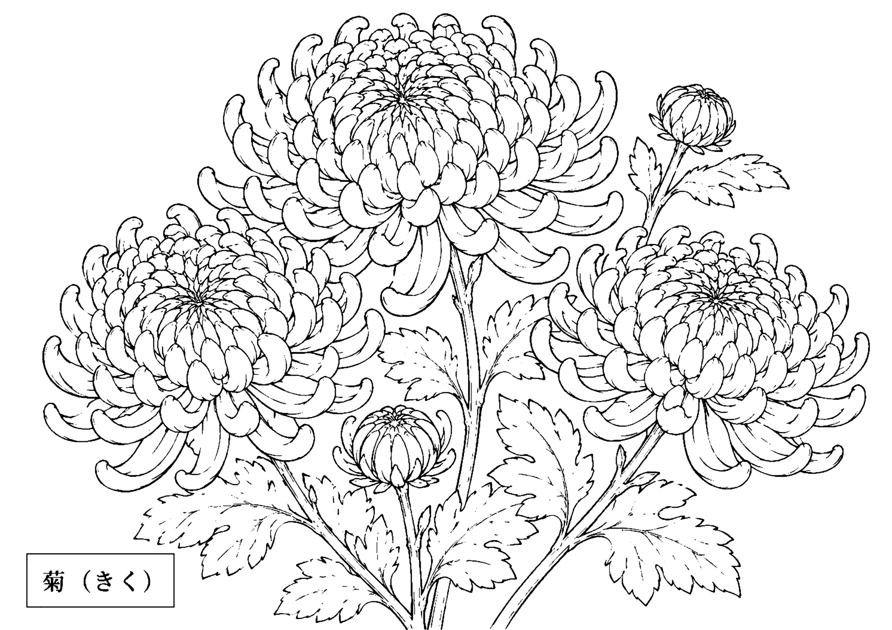 菊 塗り絵