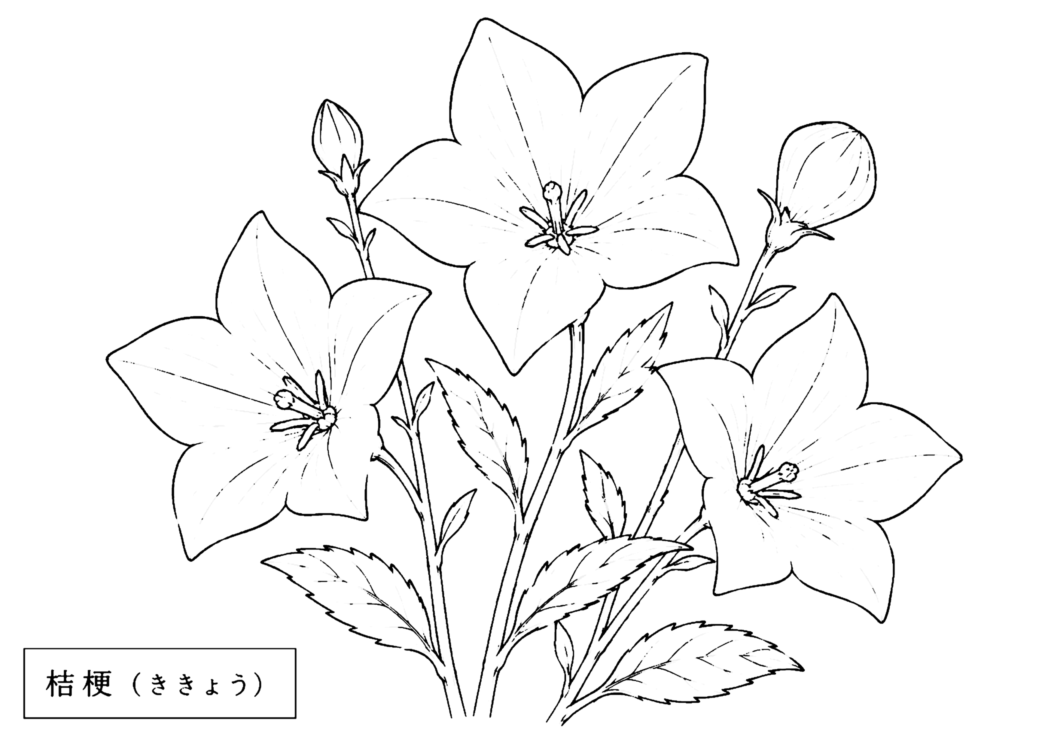 桔梗 塗り絵