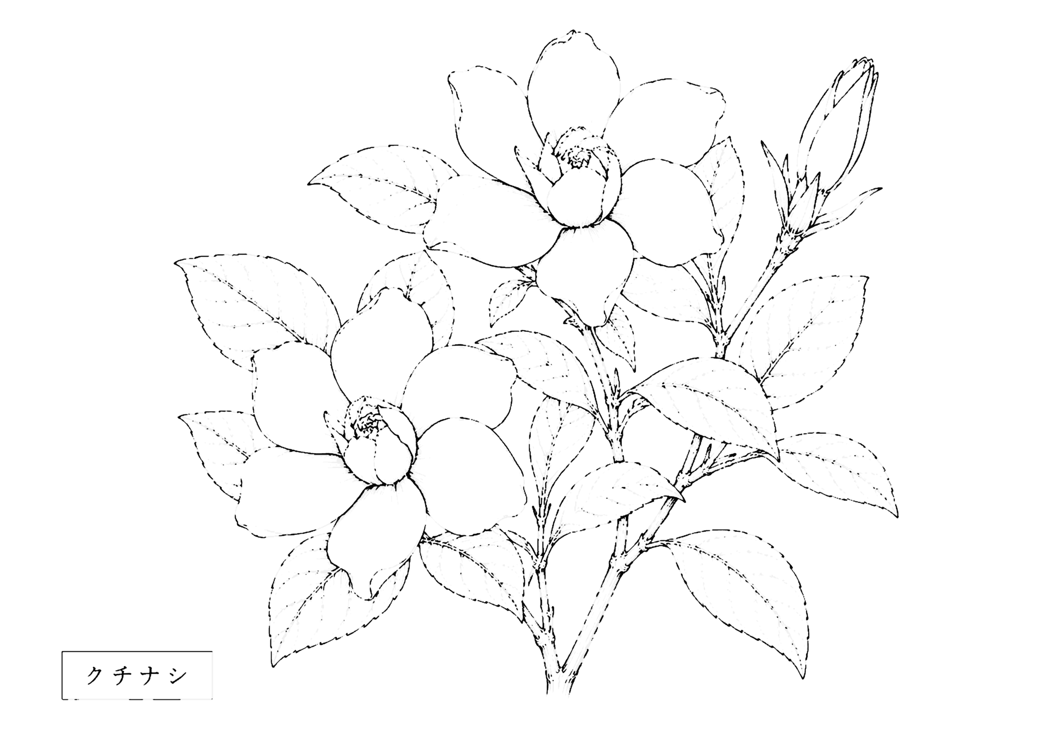 クチナシ 塗り絵