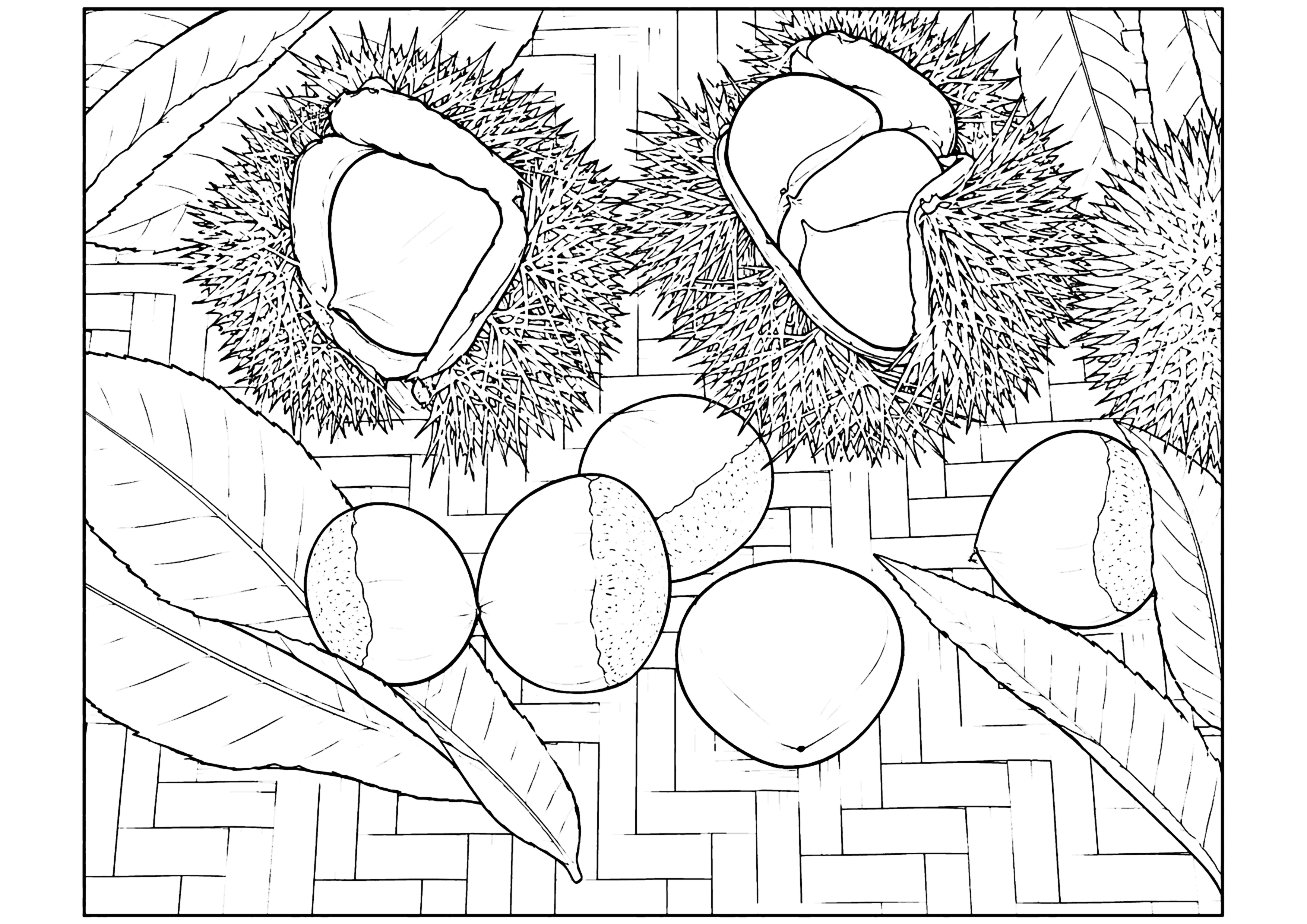 栗 塗り絵