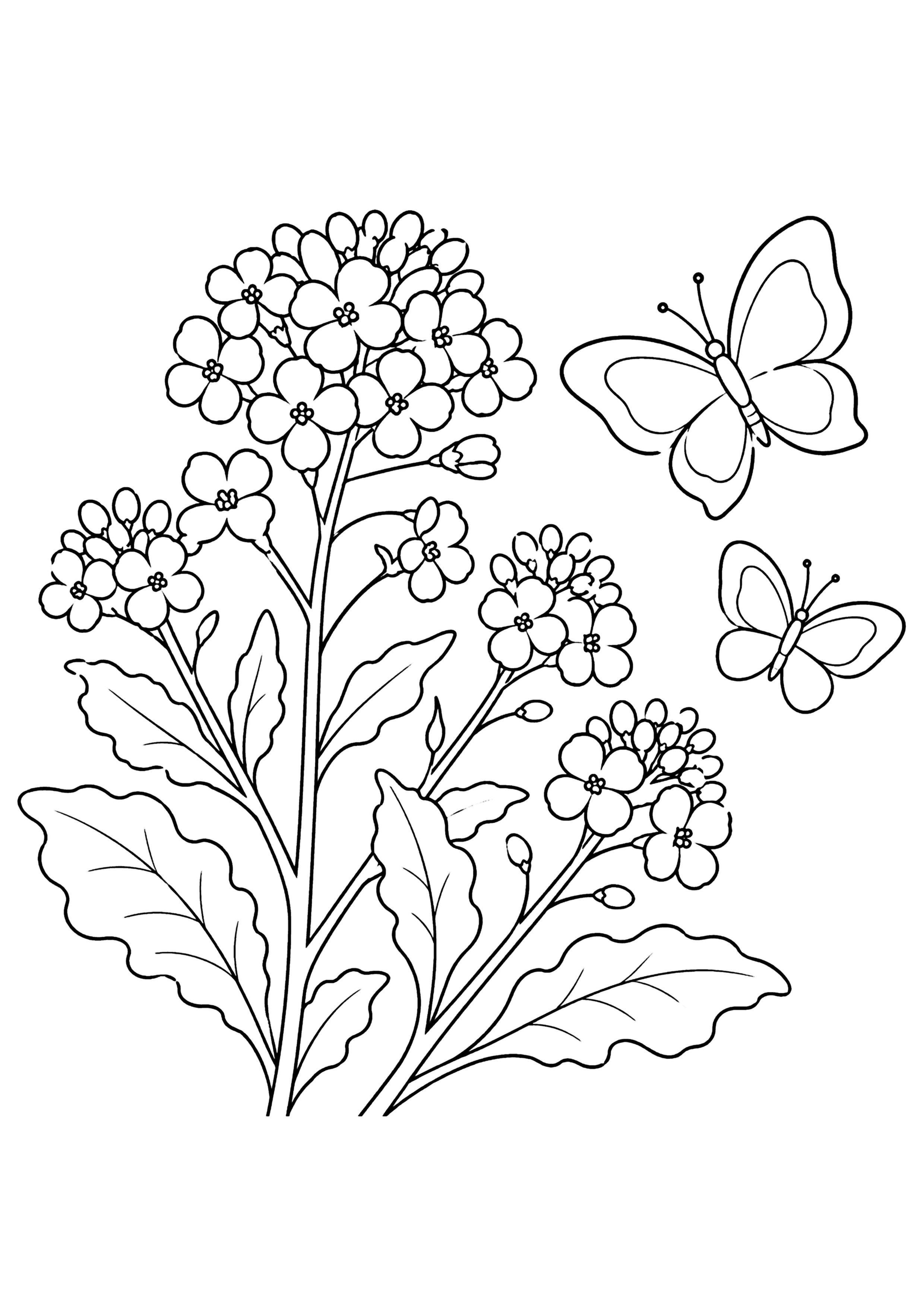 菜の花と蝶 塗り絵