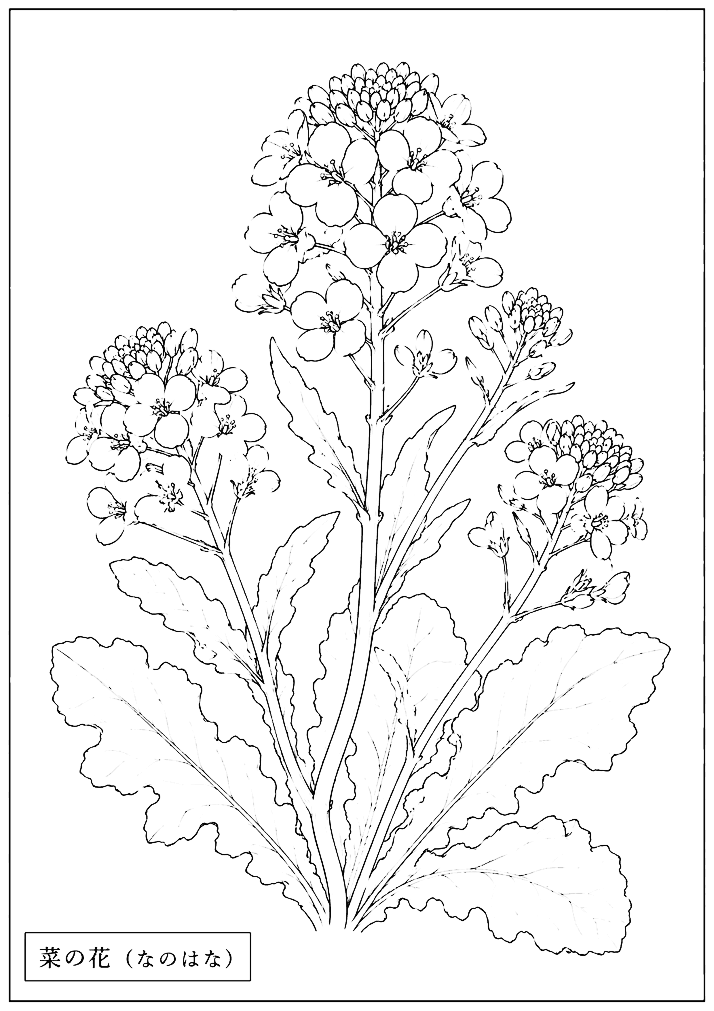 菜の花 塗り絵