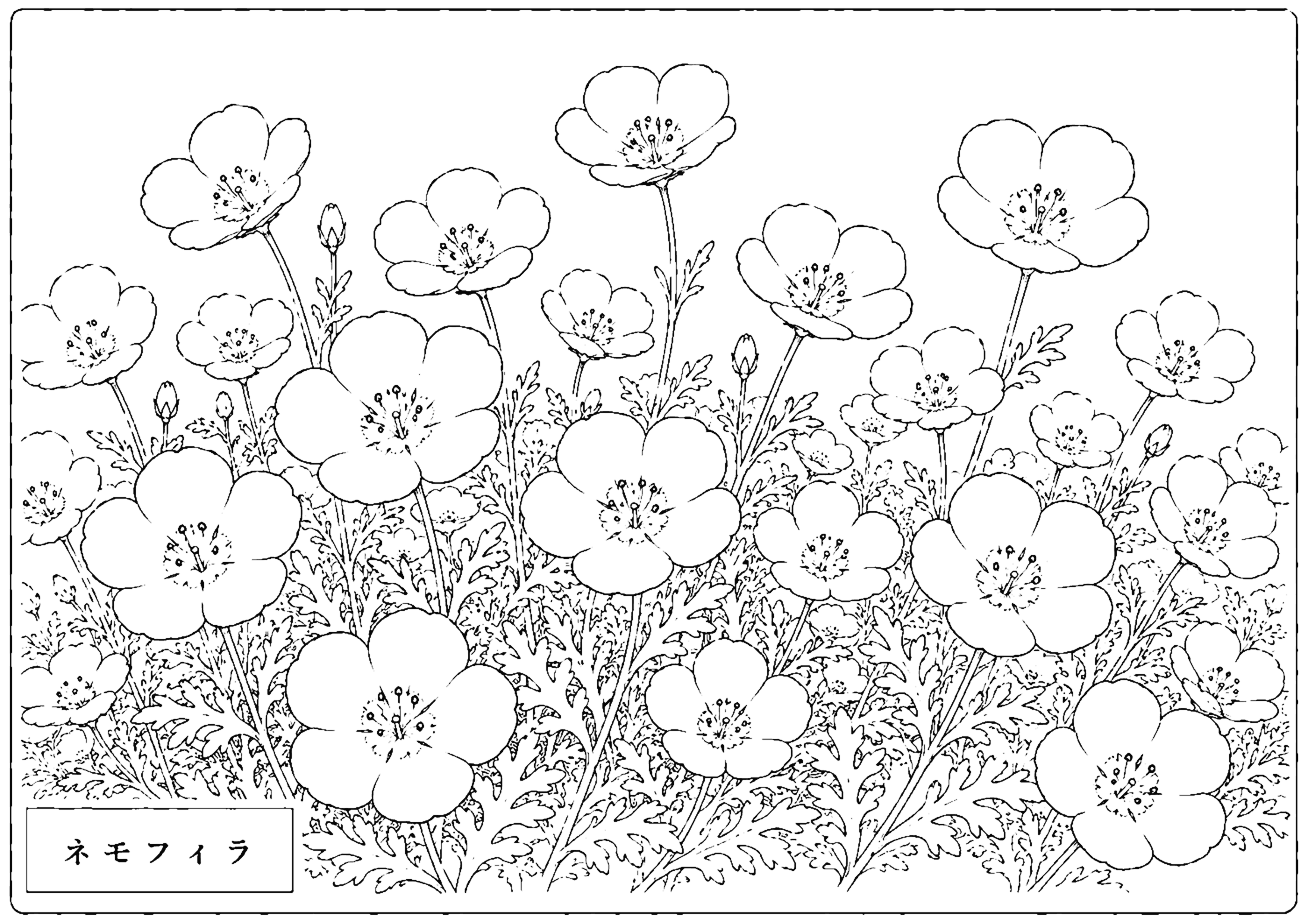 ネモフィラ 塗り絵