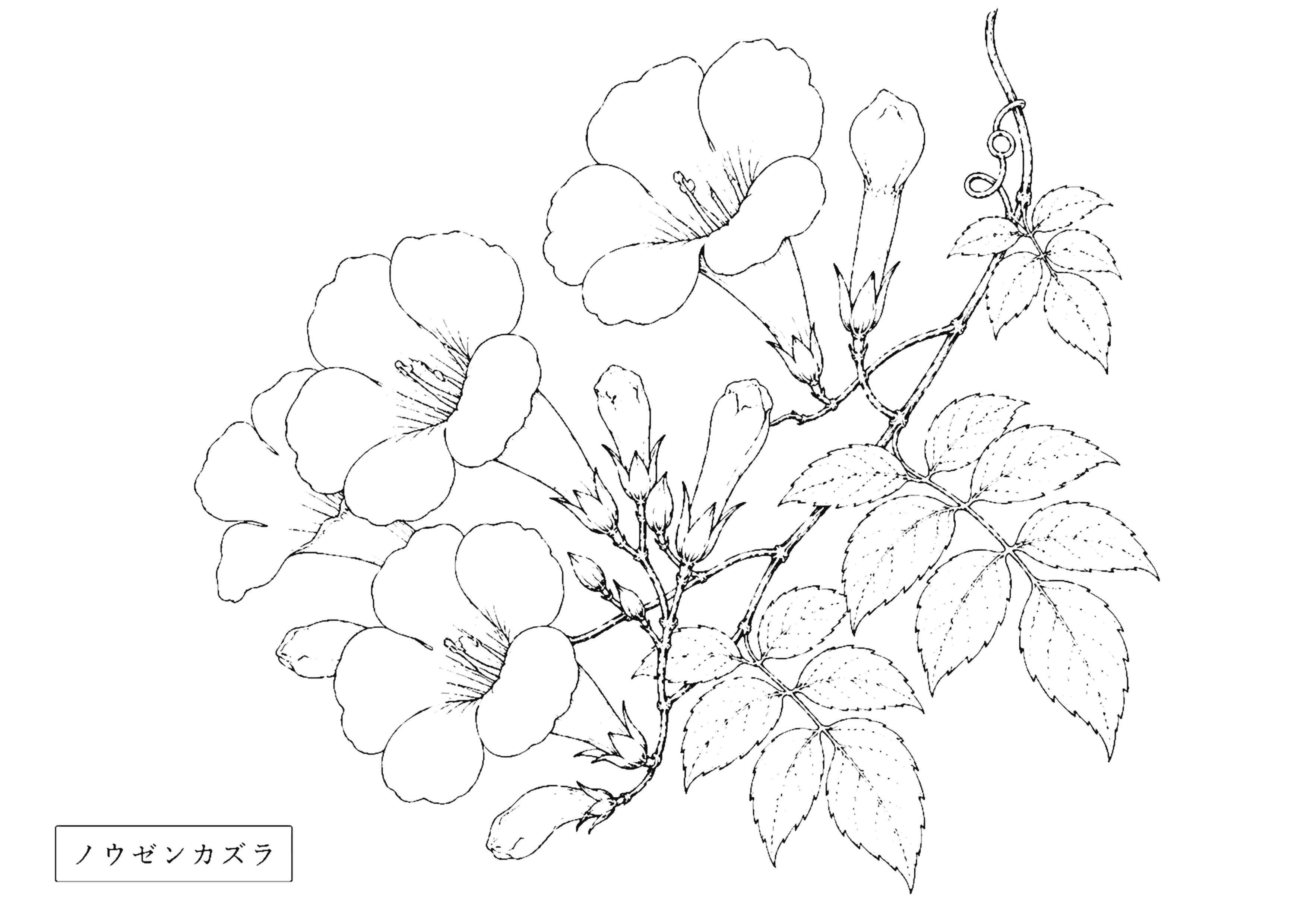 ノウゼンカズラ 塗り絵