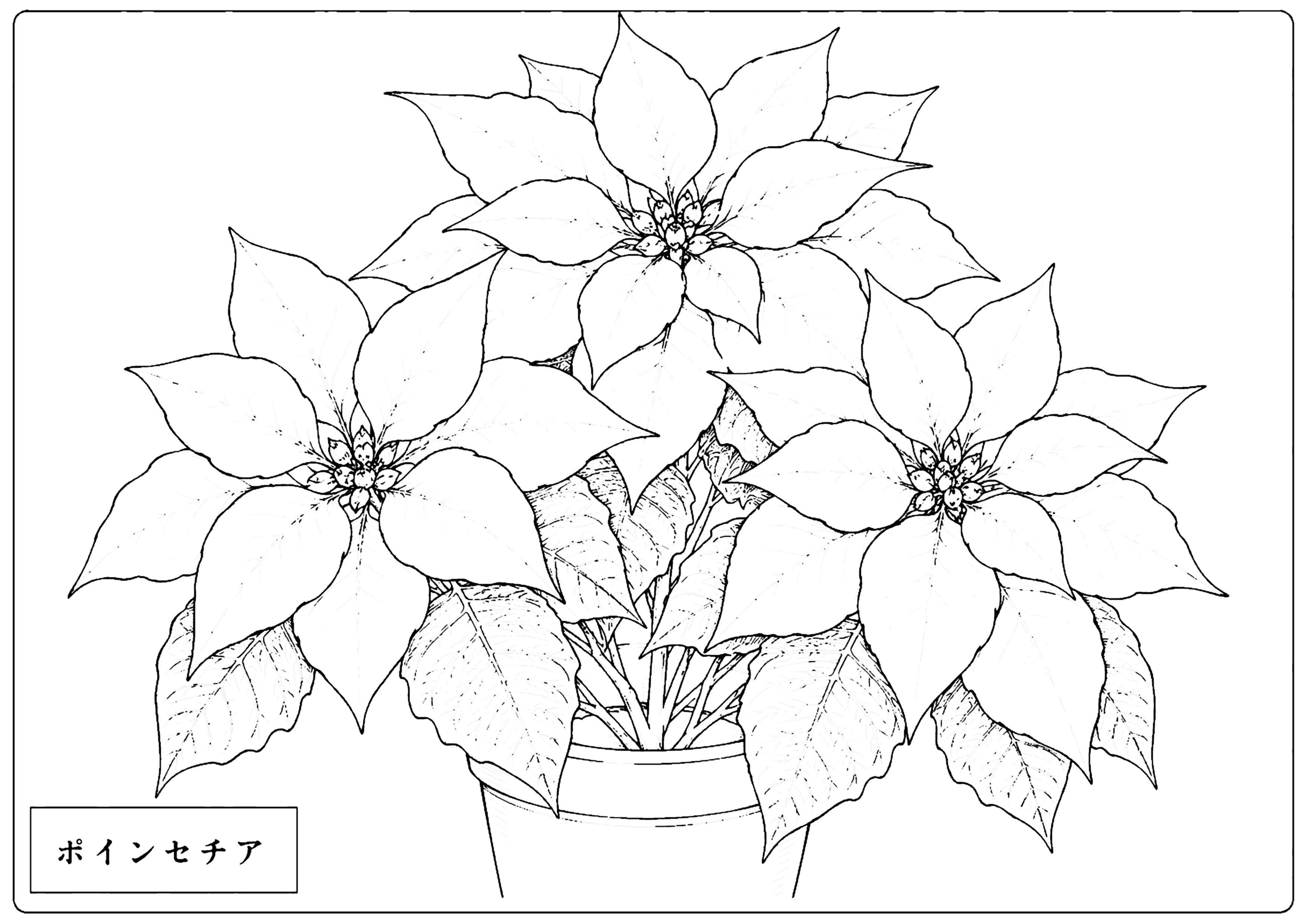 ポインセチア 塗り絵