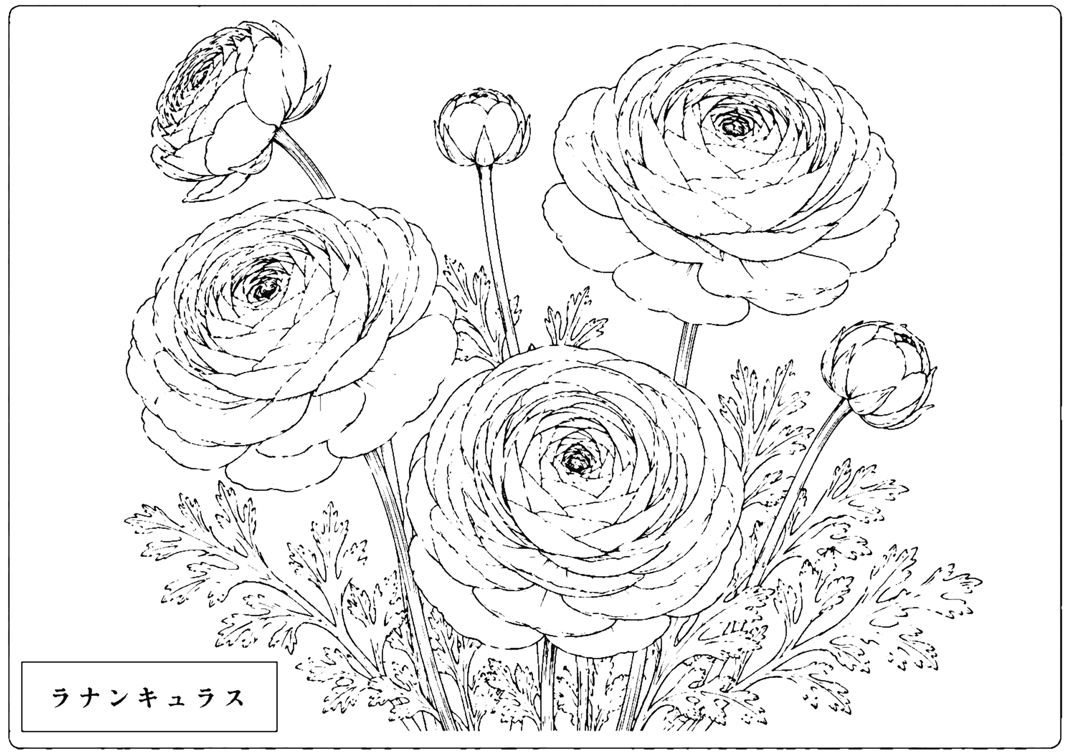 ラナンキュラス 塗り絵