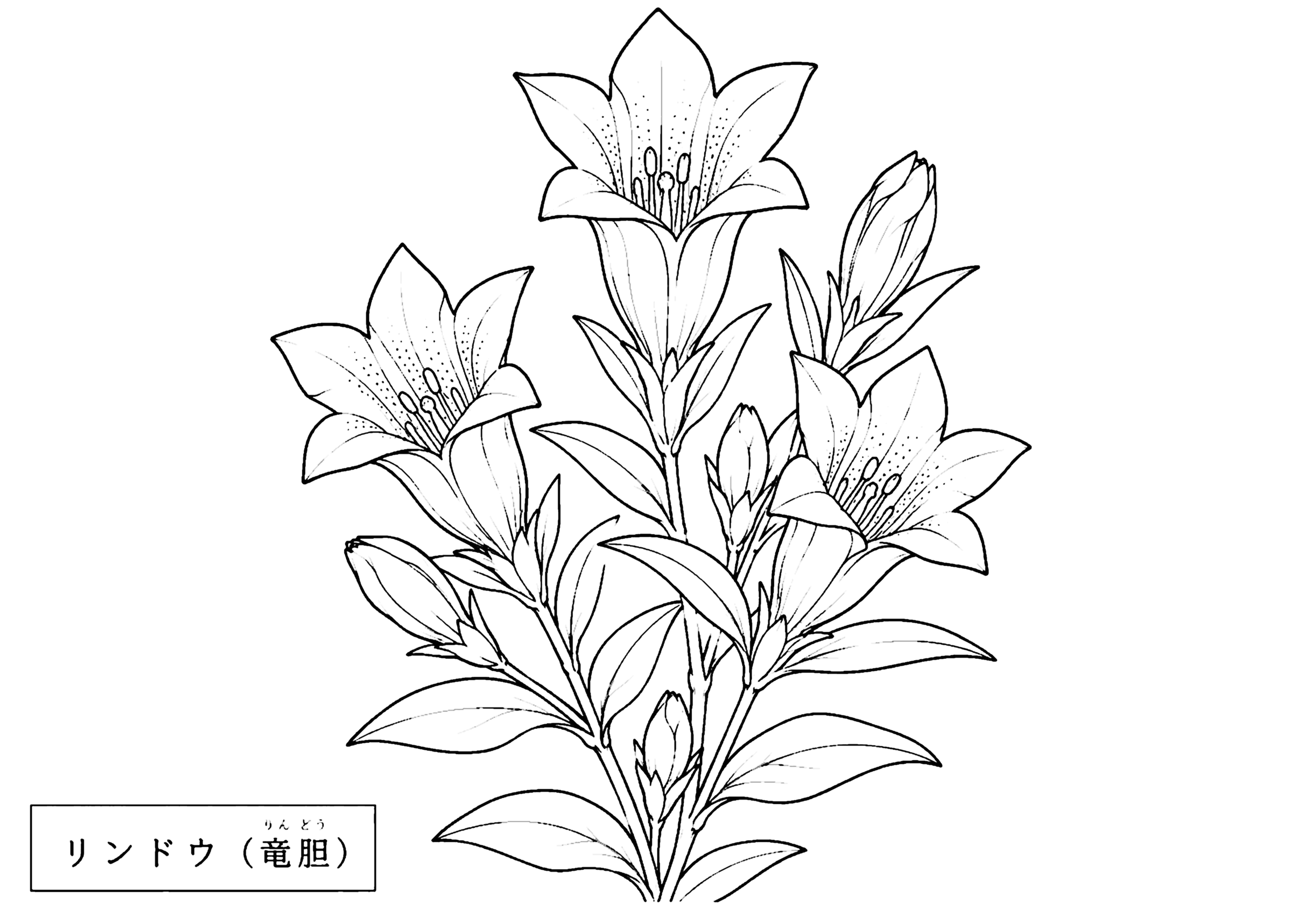 リンドウ 塗り絵