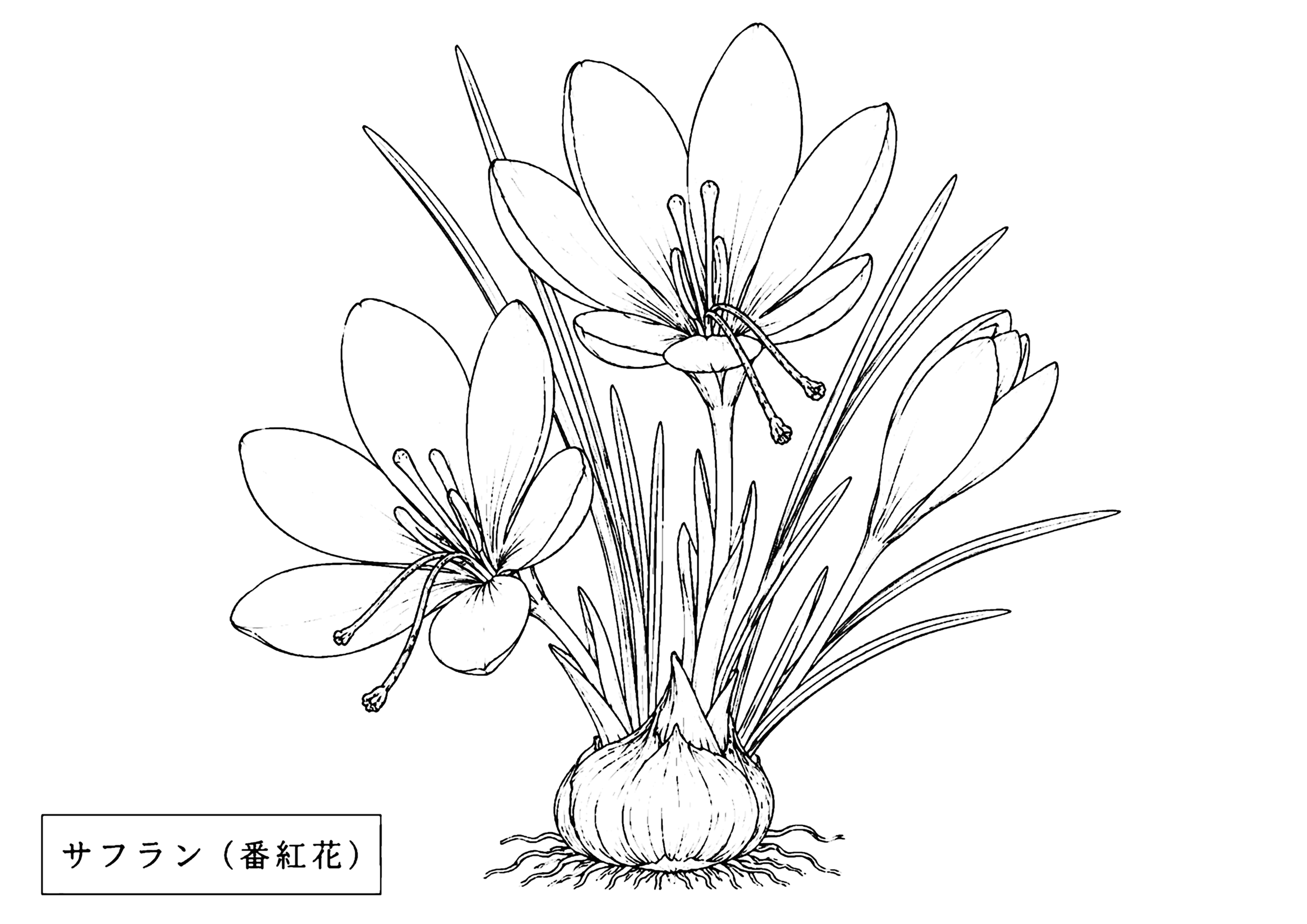 サフラン 塗り絵