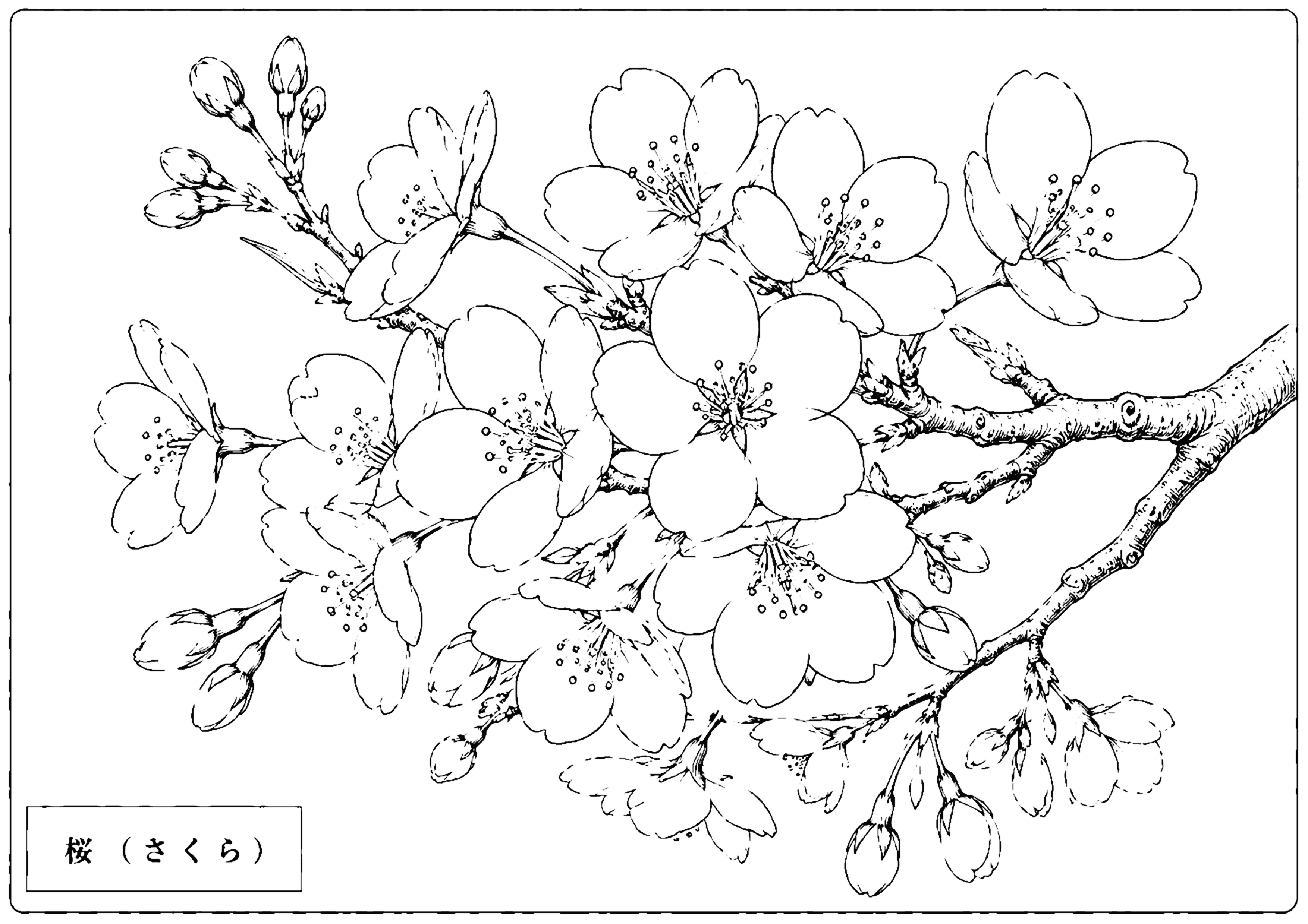 桜 塗り絵