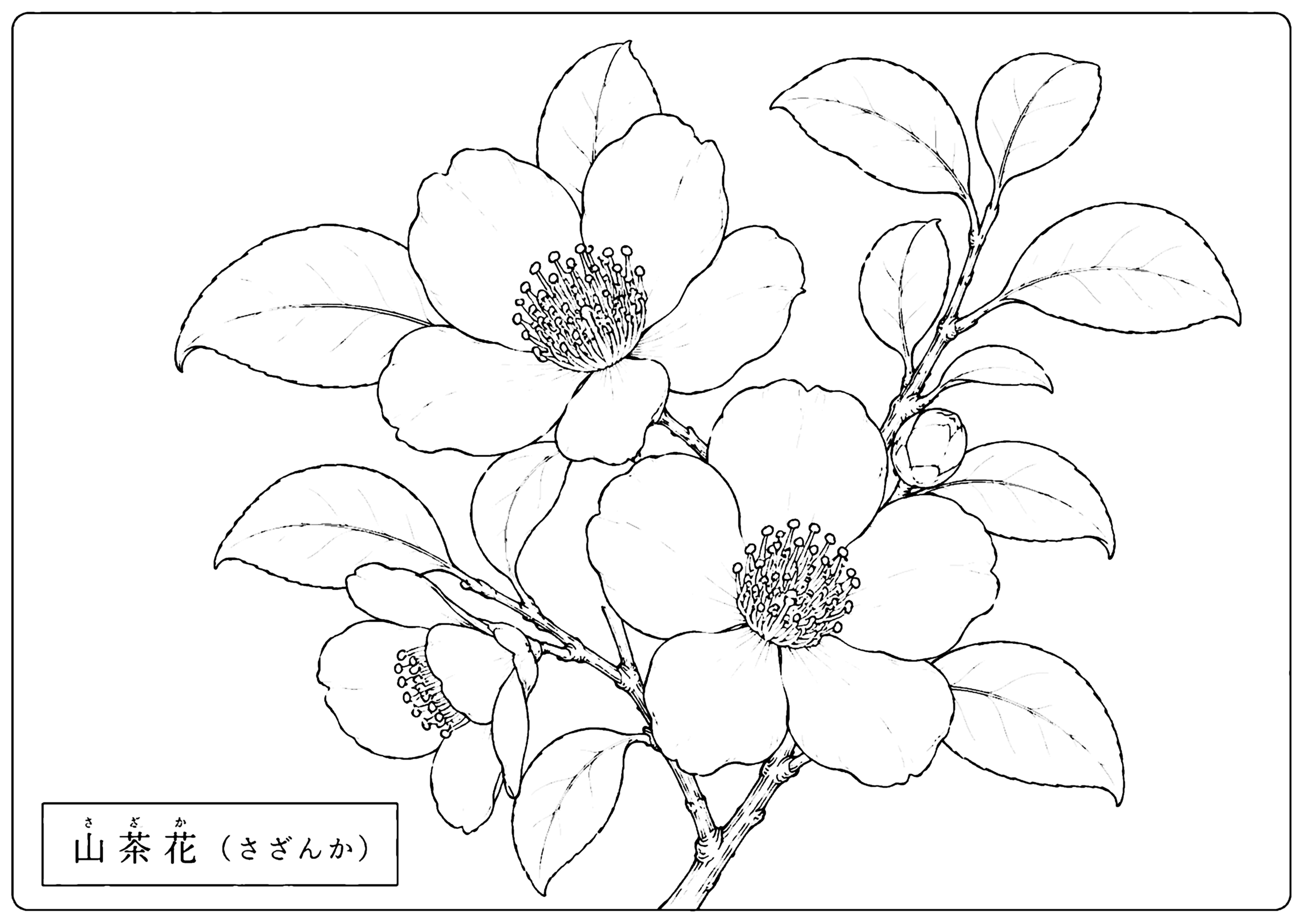 山茶花 塗り絵