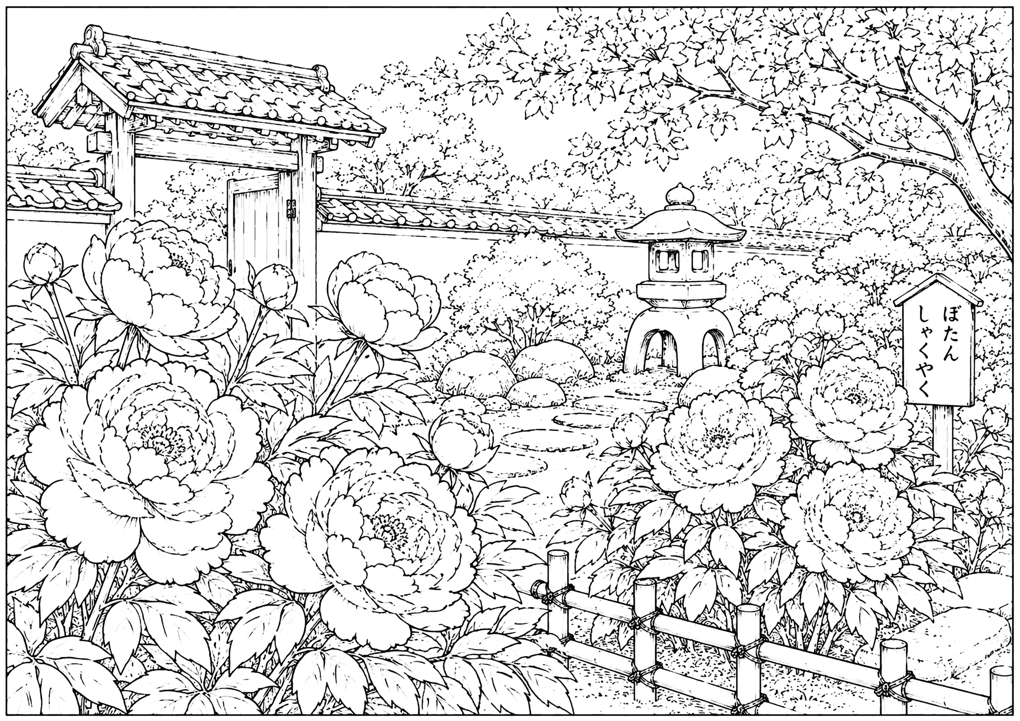 芍薬と牡丹 塗り絵
