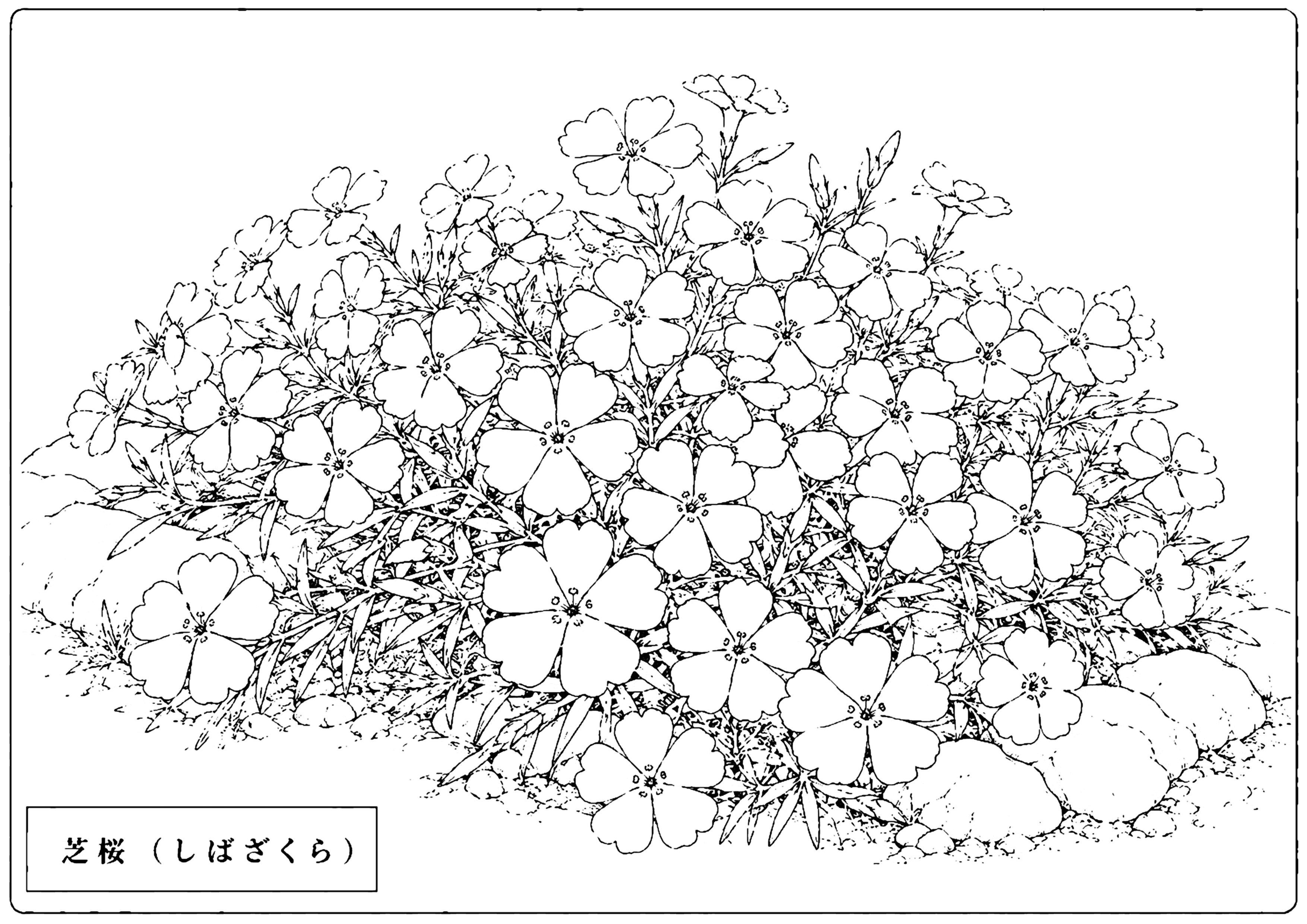 芝桜 塗り絵