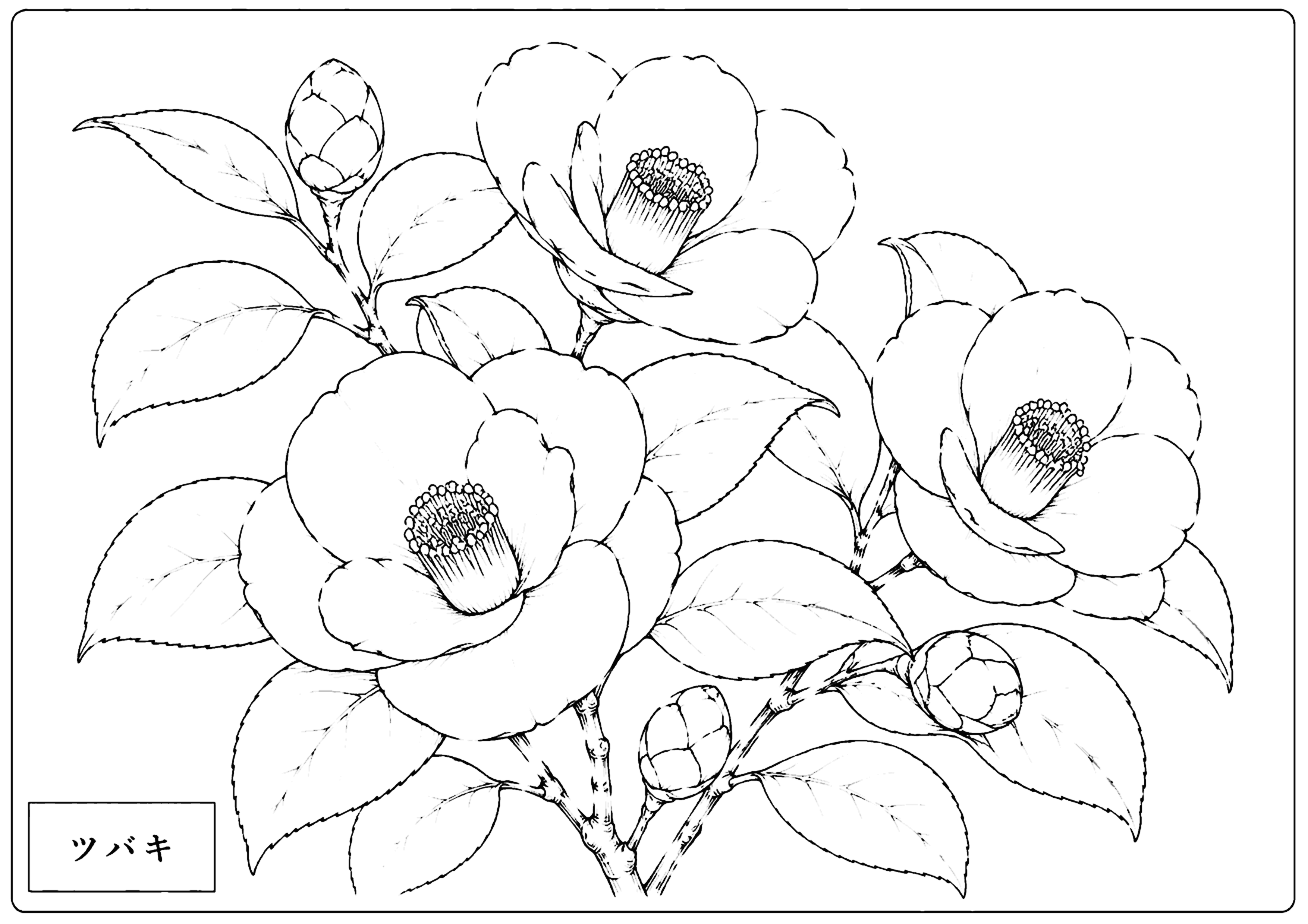 ツバキ 塗り絵