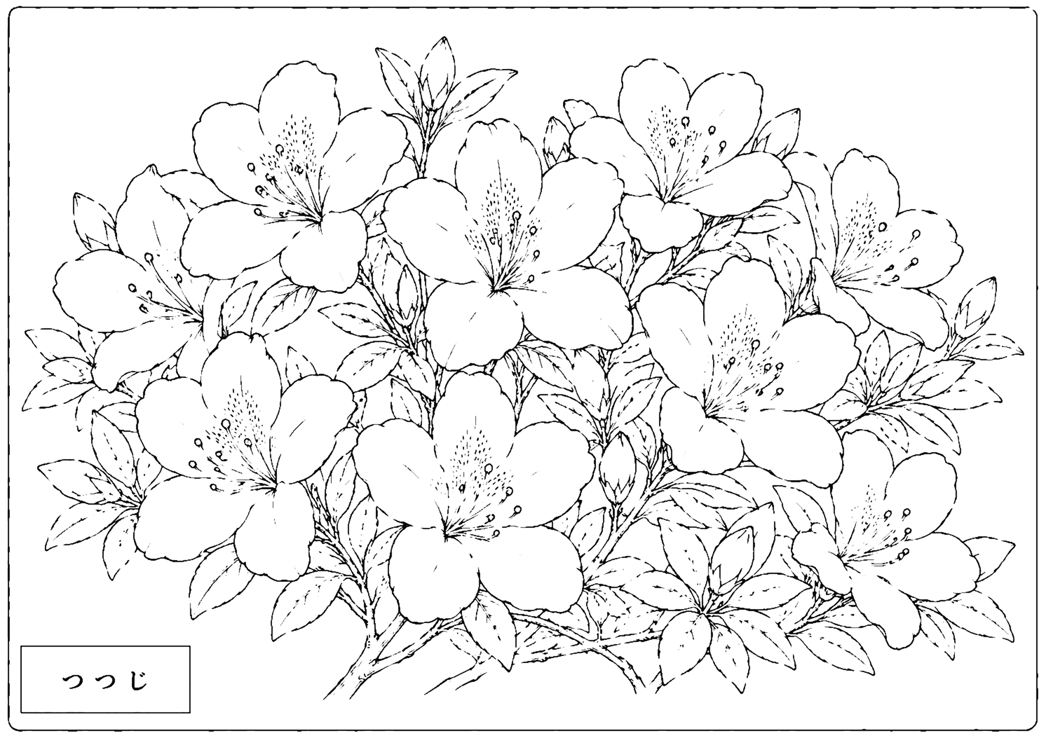 つつじ 塗り絵