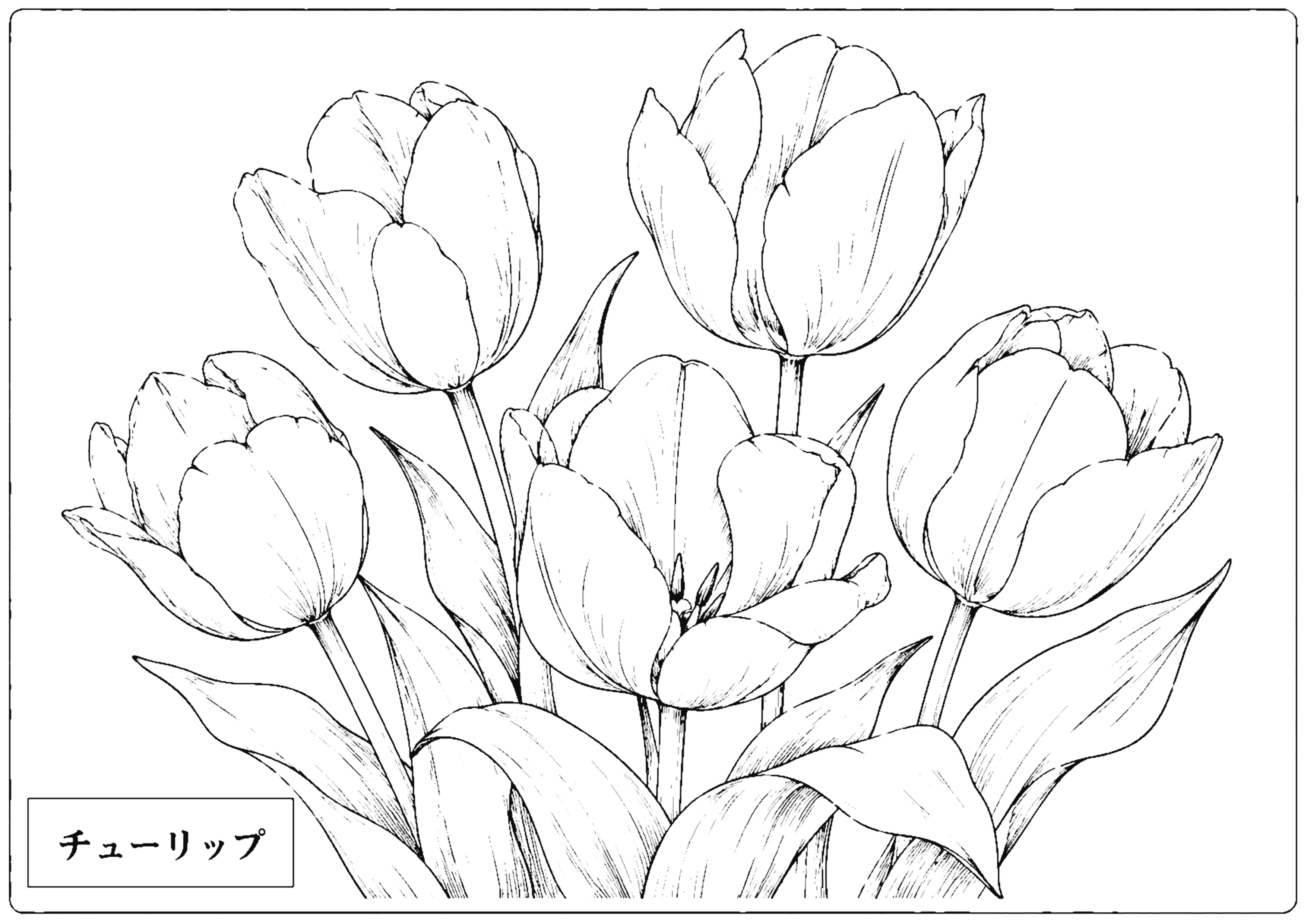 チューリップ 塗り絵
