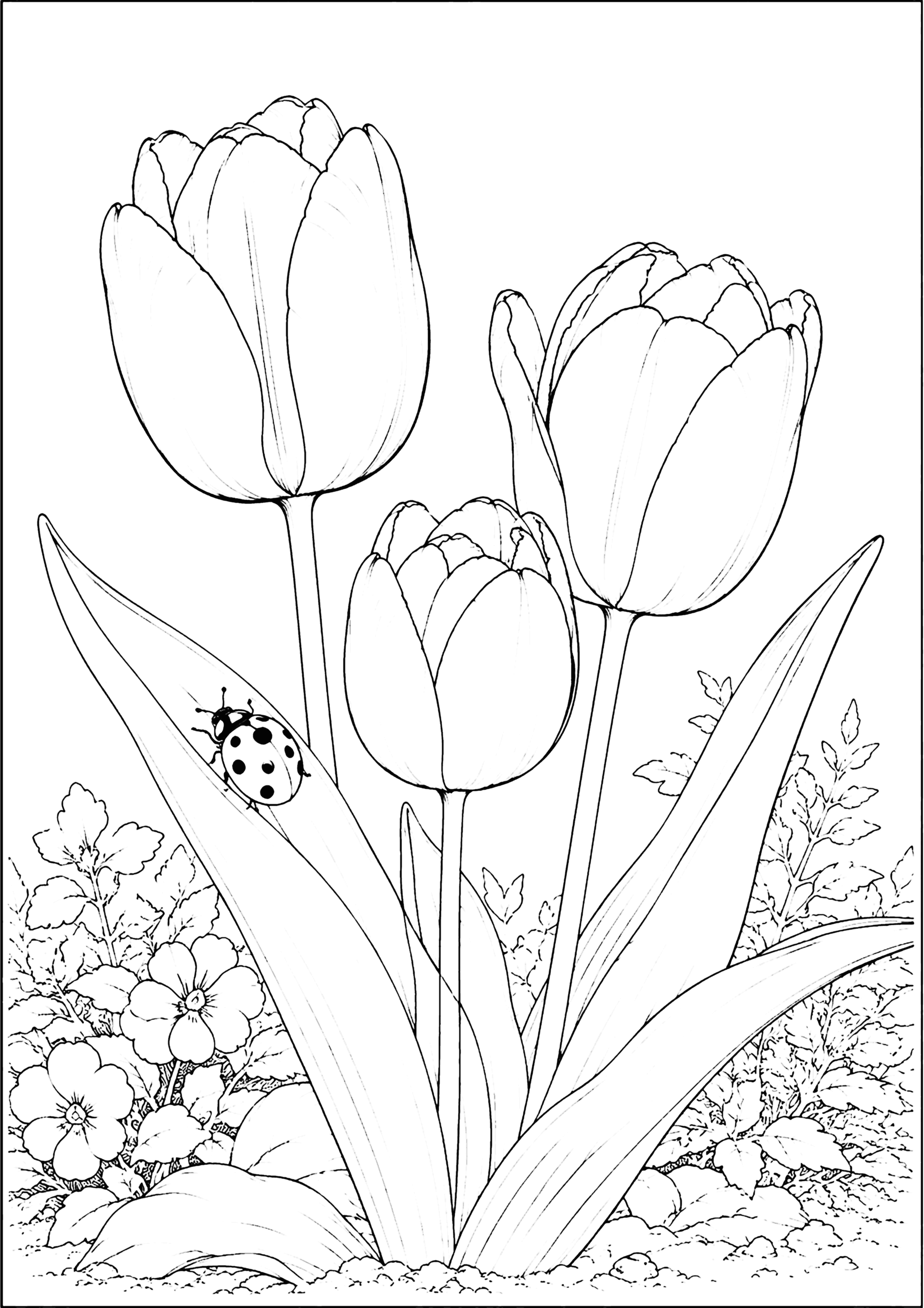 ちゅーりっぷとてんとうむし 塗り絵