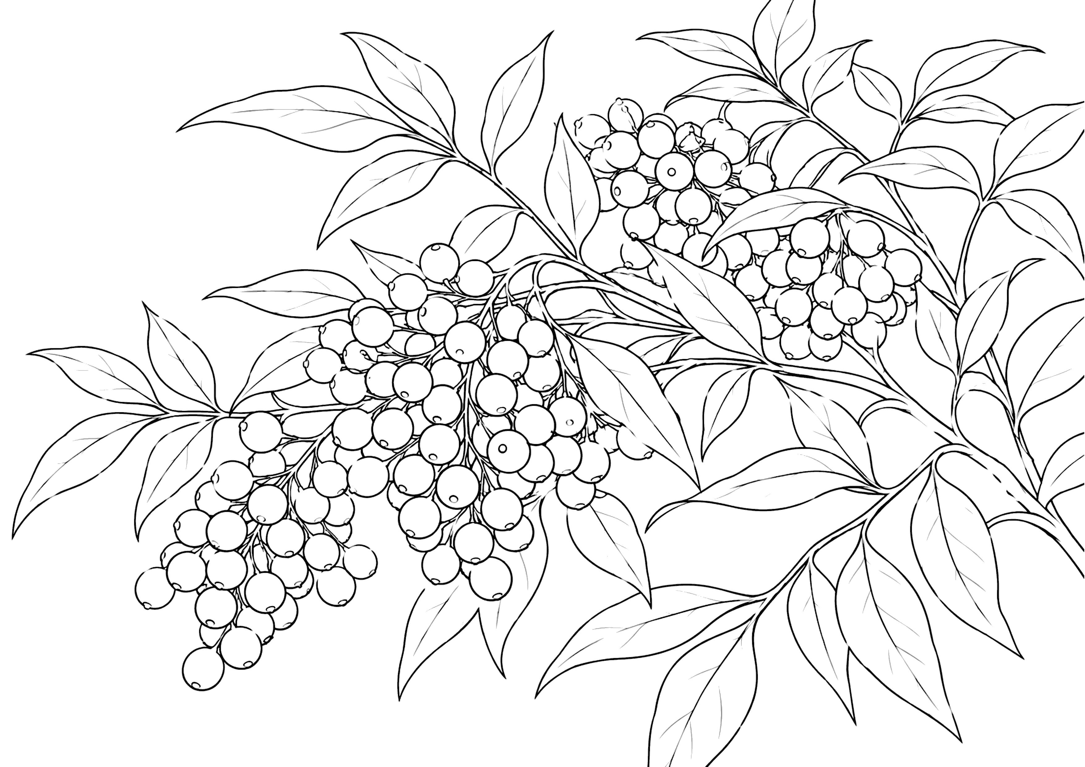 南天 塗り絵