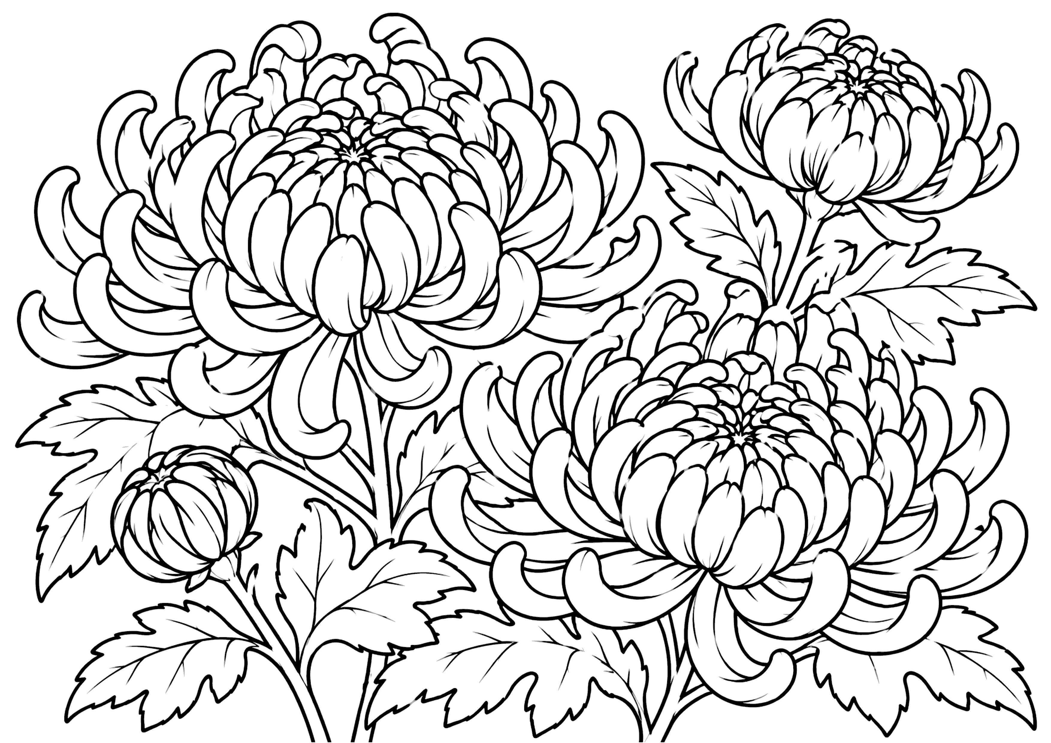 菊 塗り絵
