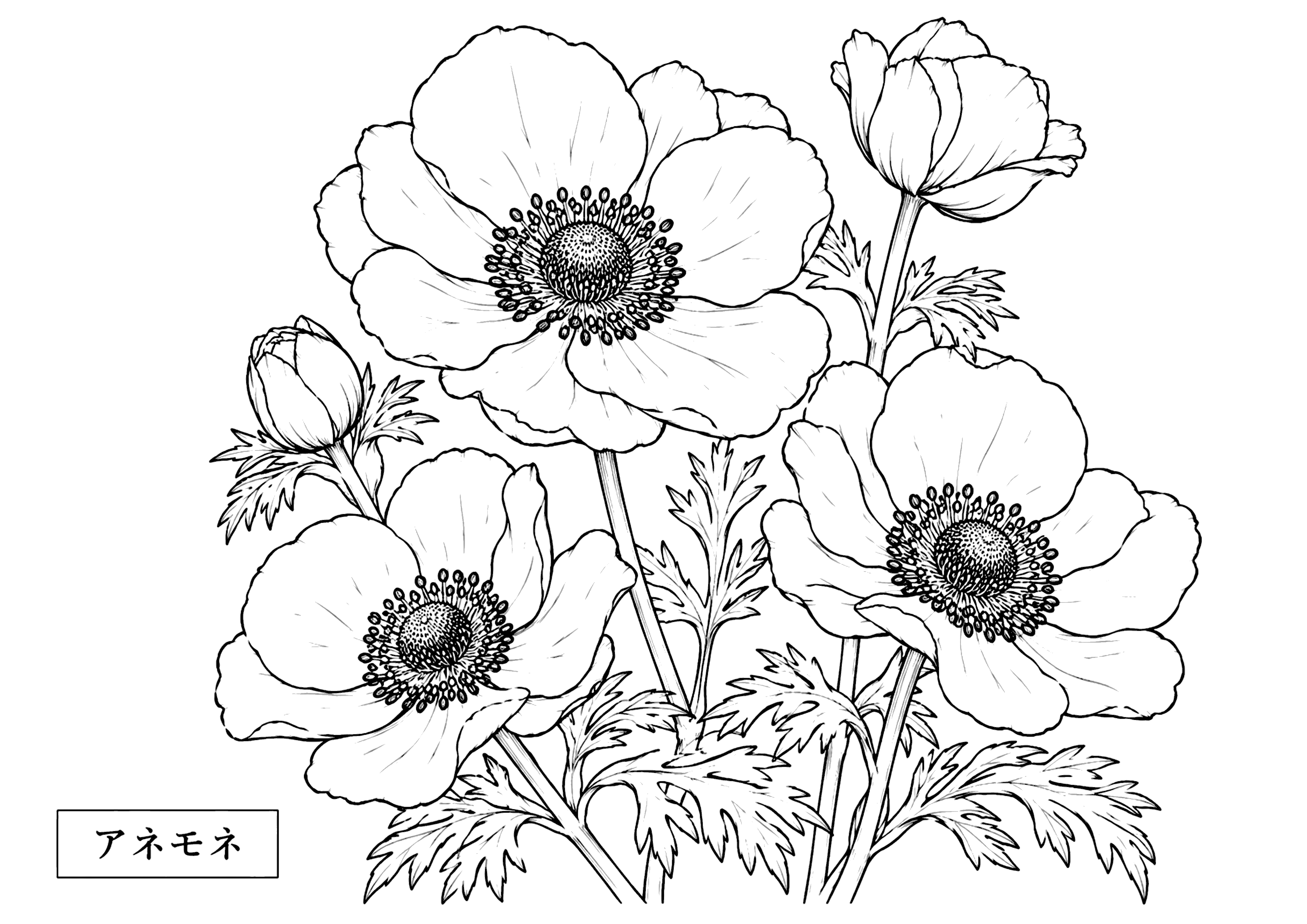 アネモネ 塗り絵
