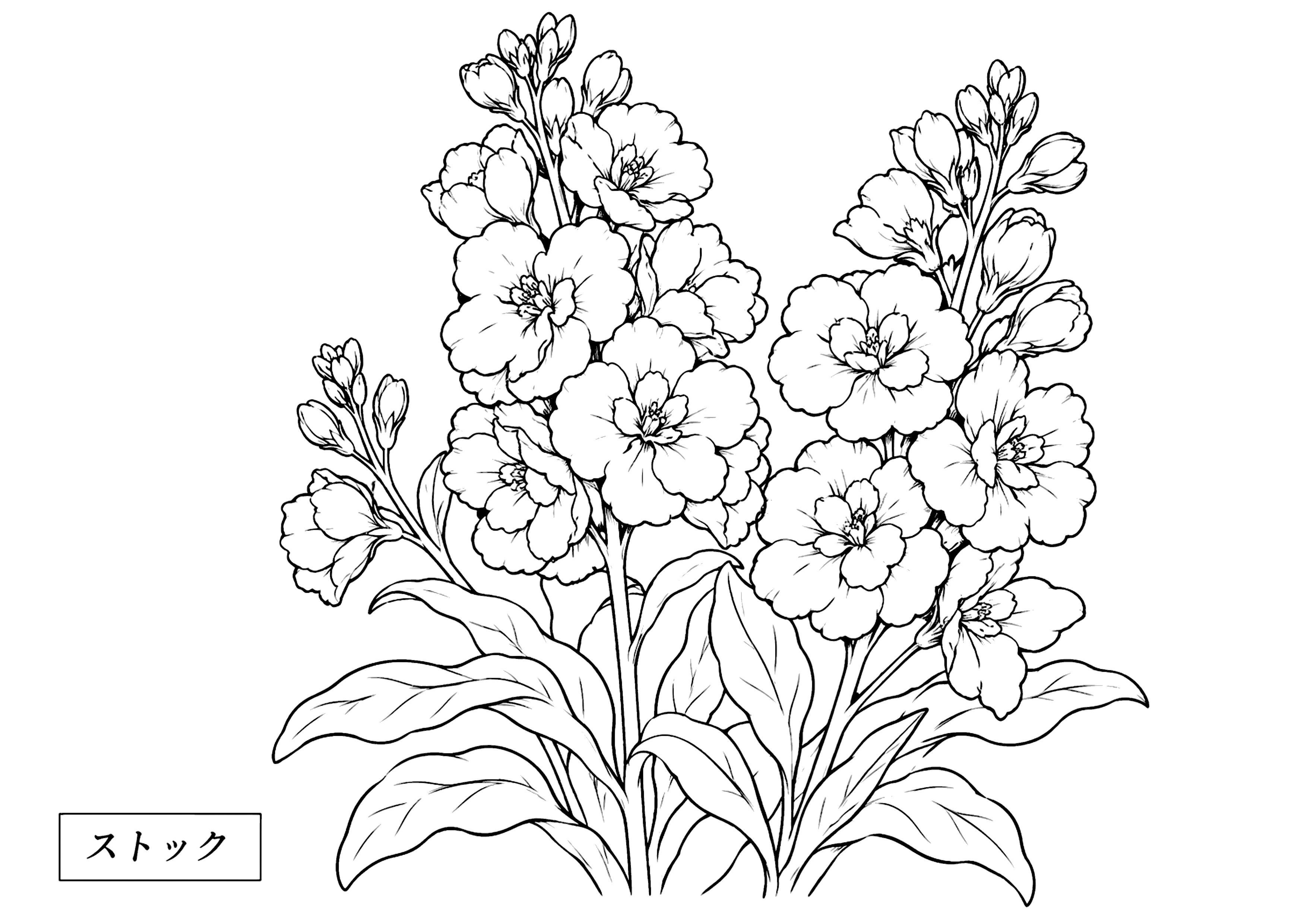 ストック 塗り絵