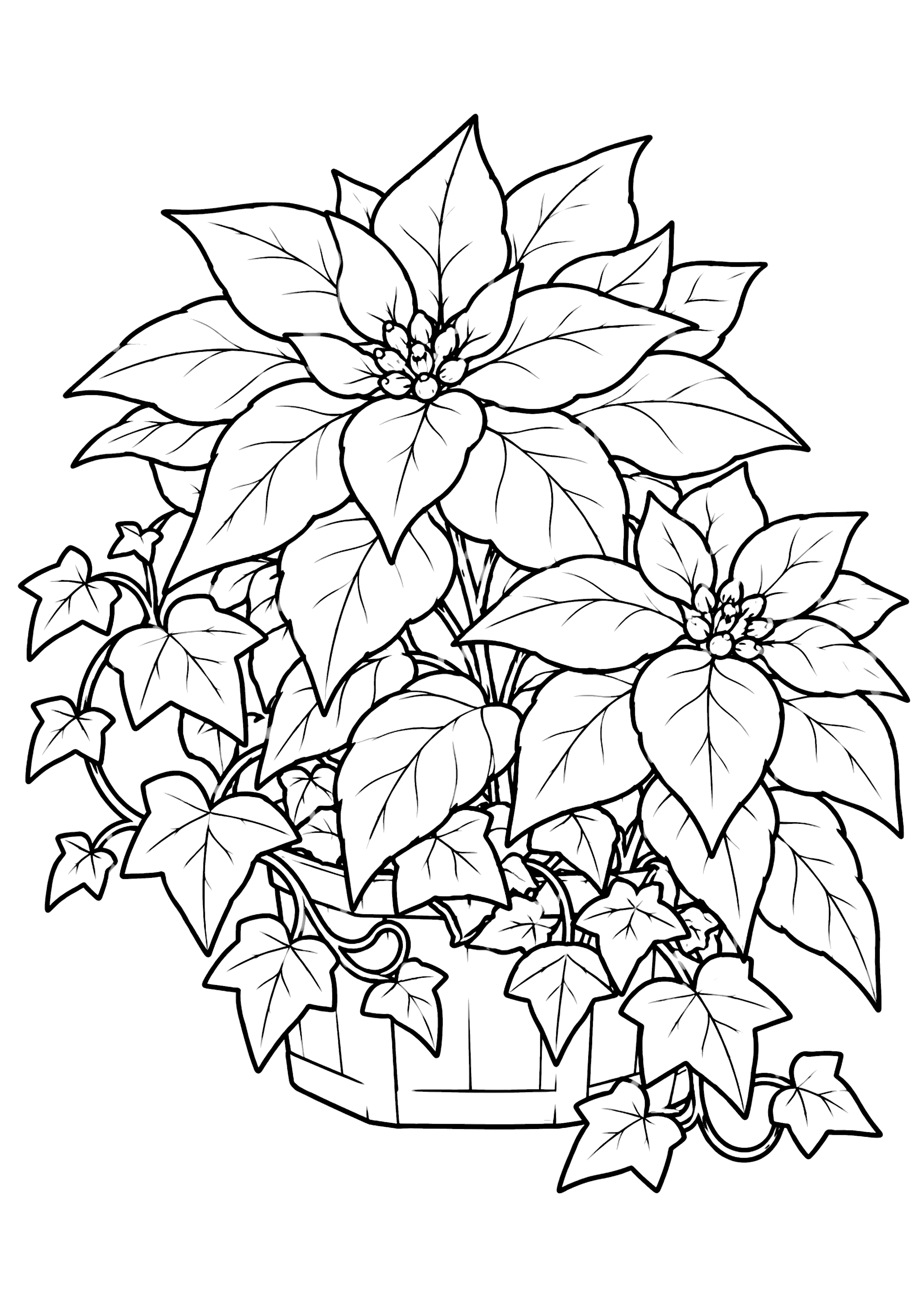ポインセチア 塗り絵