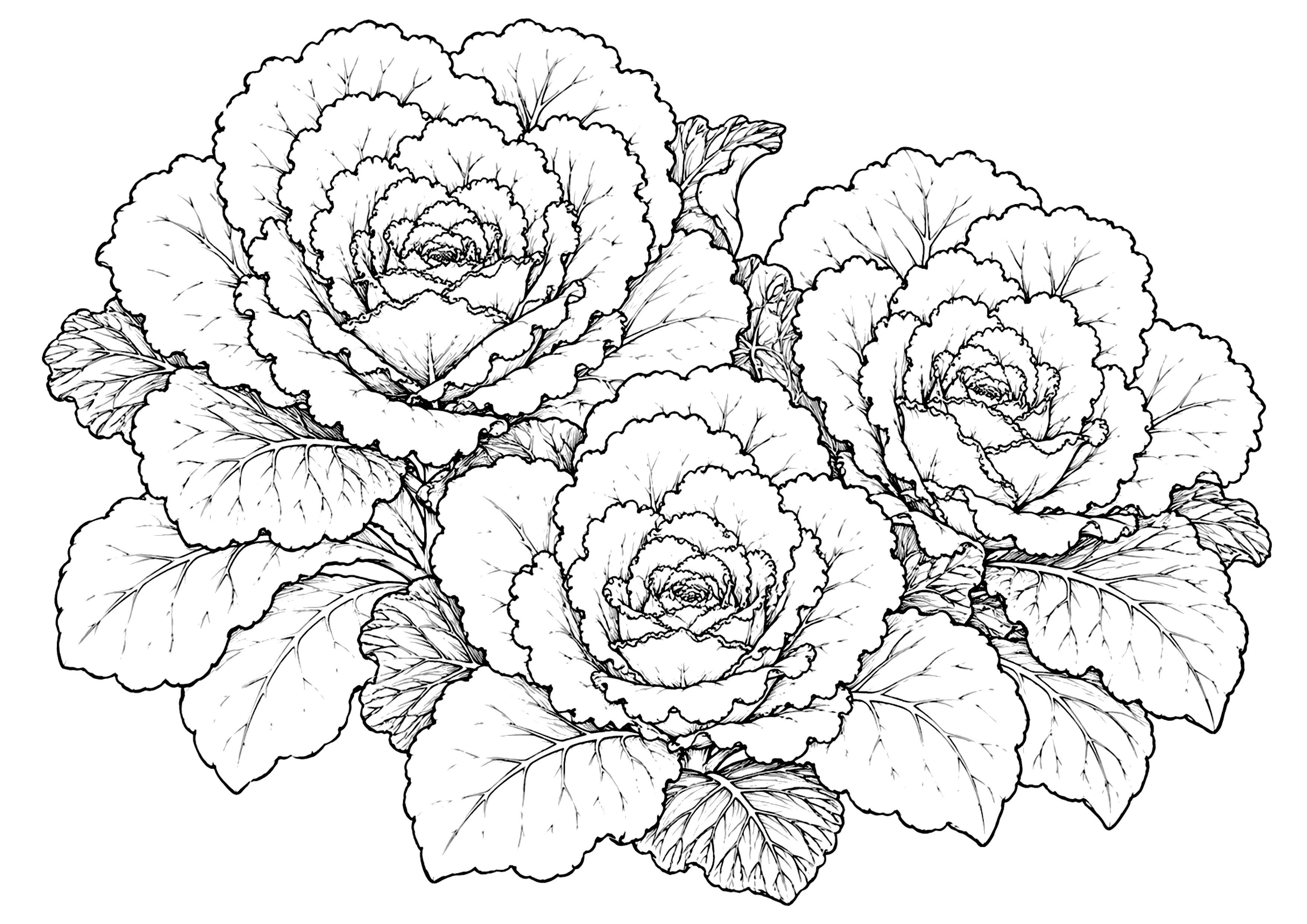 ハボタン 塗り絵