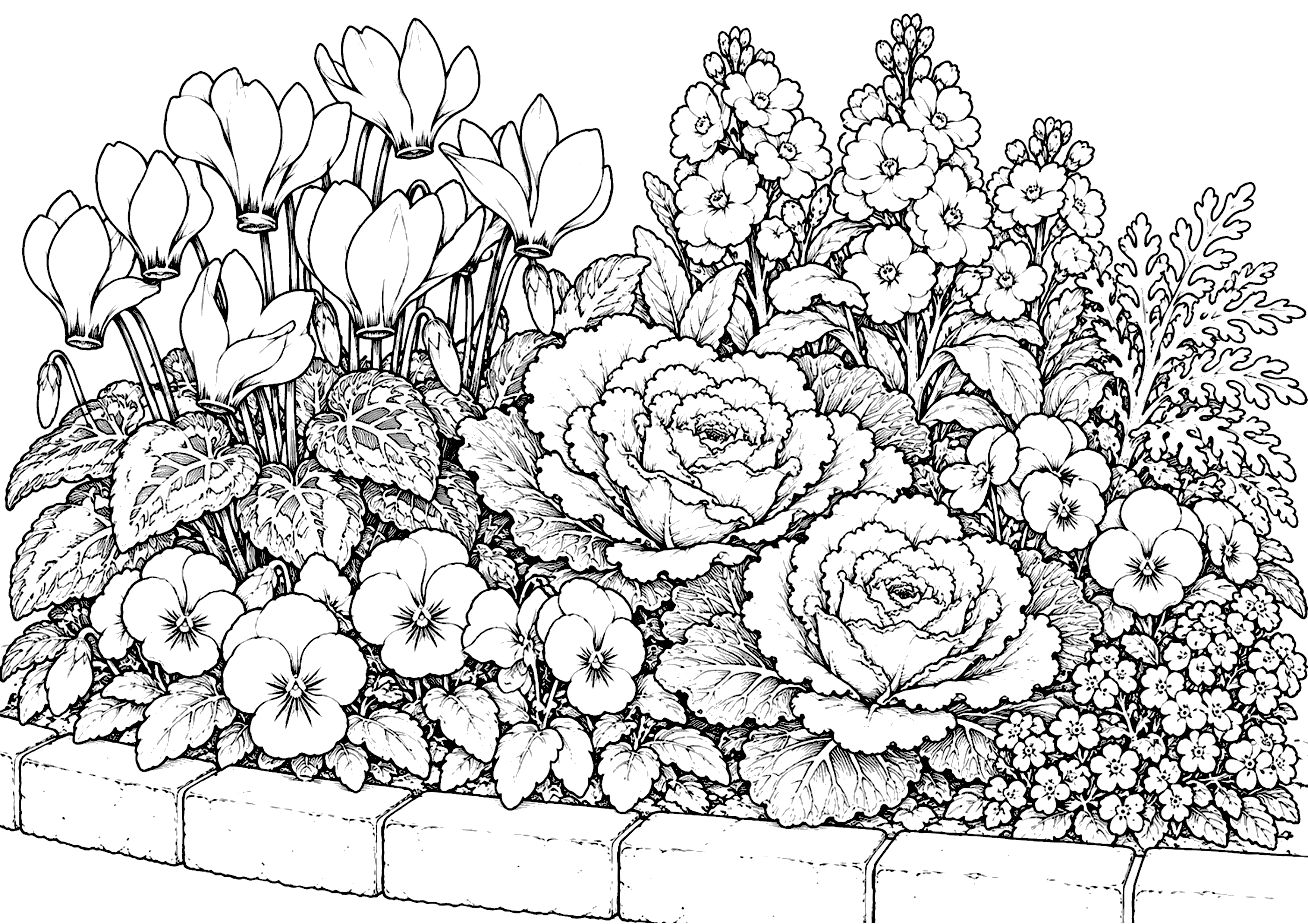 冬の花壇 塗り絵