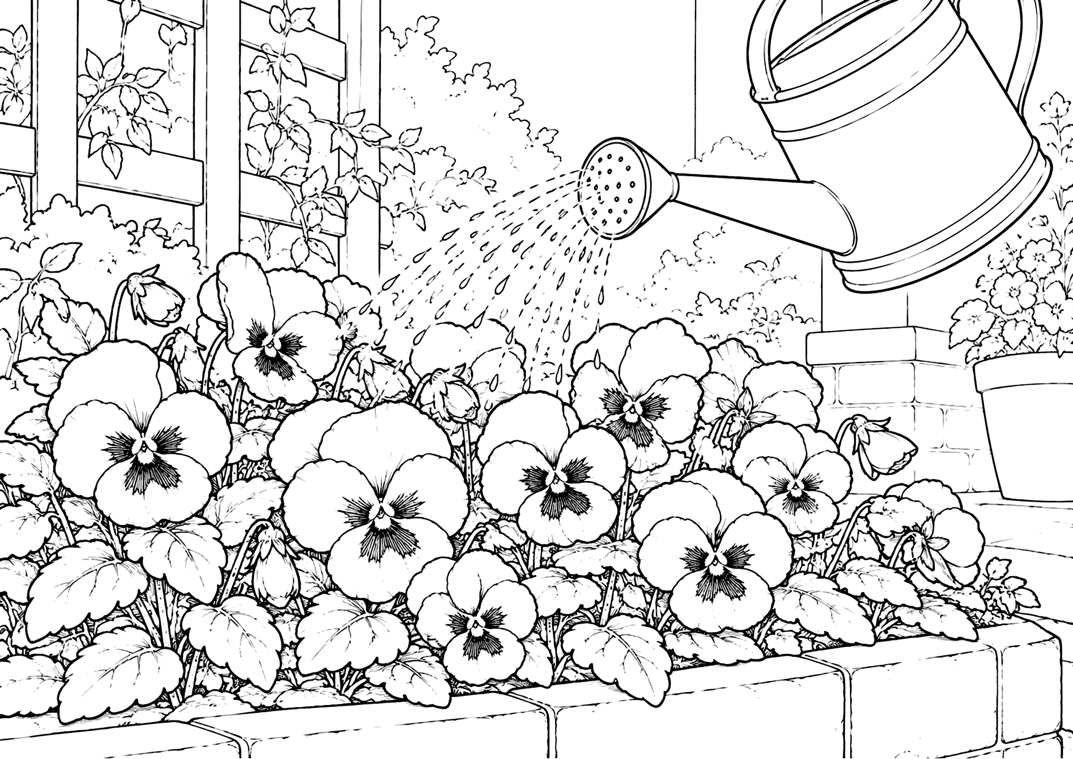 パンジー 塗り絵