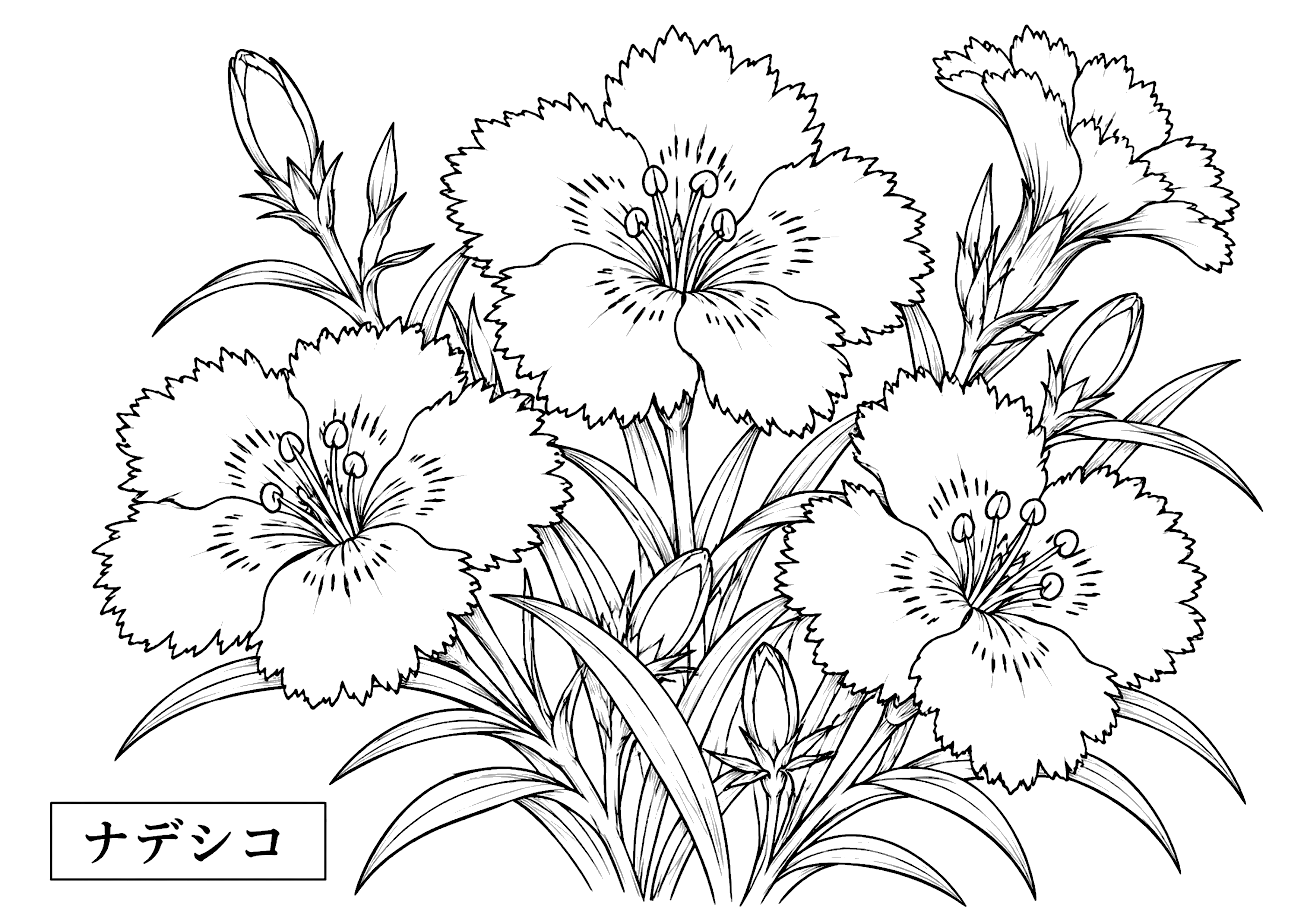 ナデシコ 塗り絵