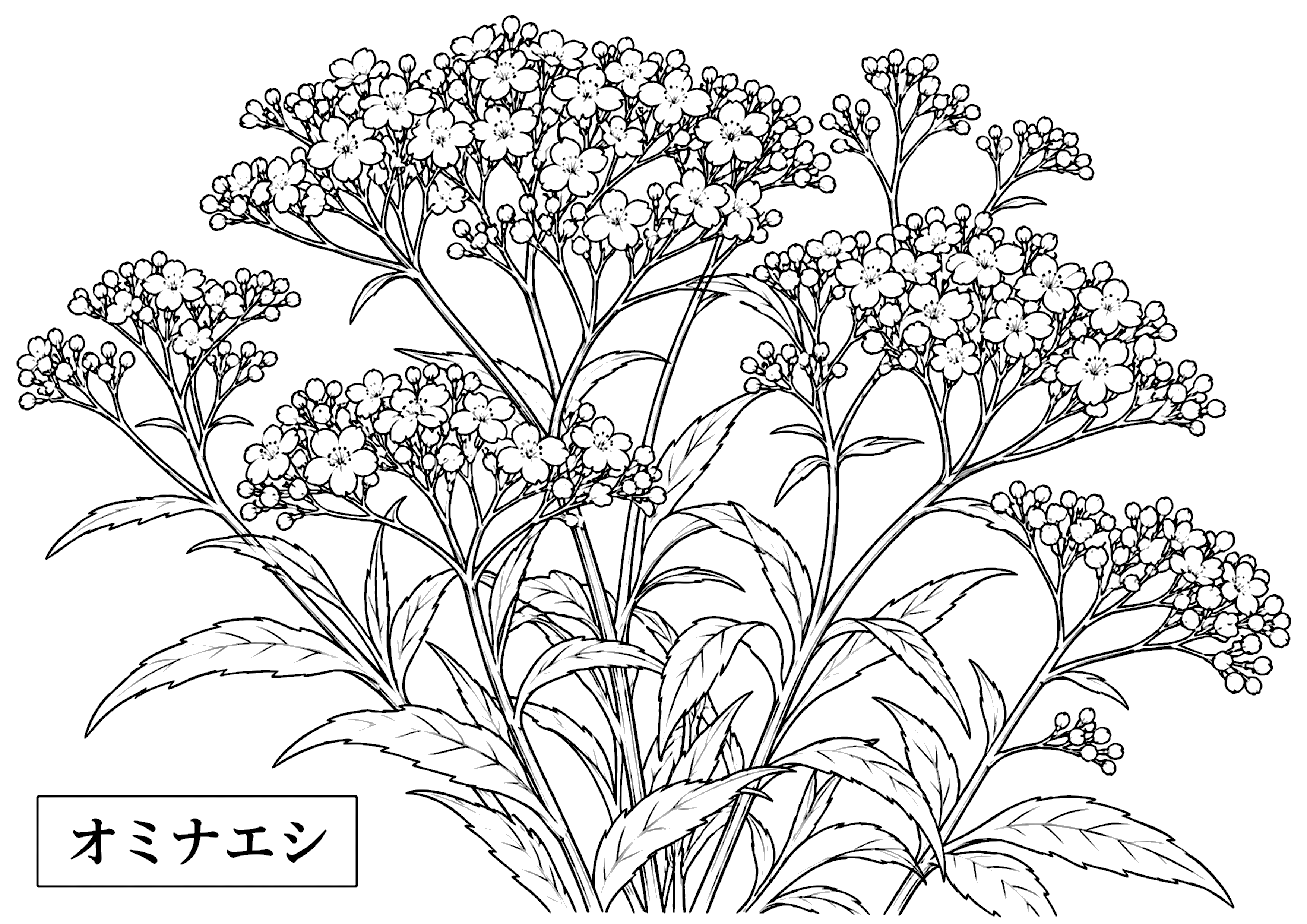 オミナエシ 塗り絵