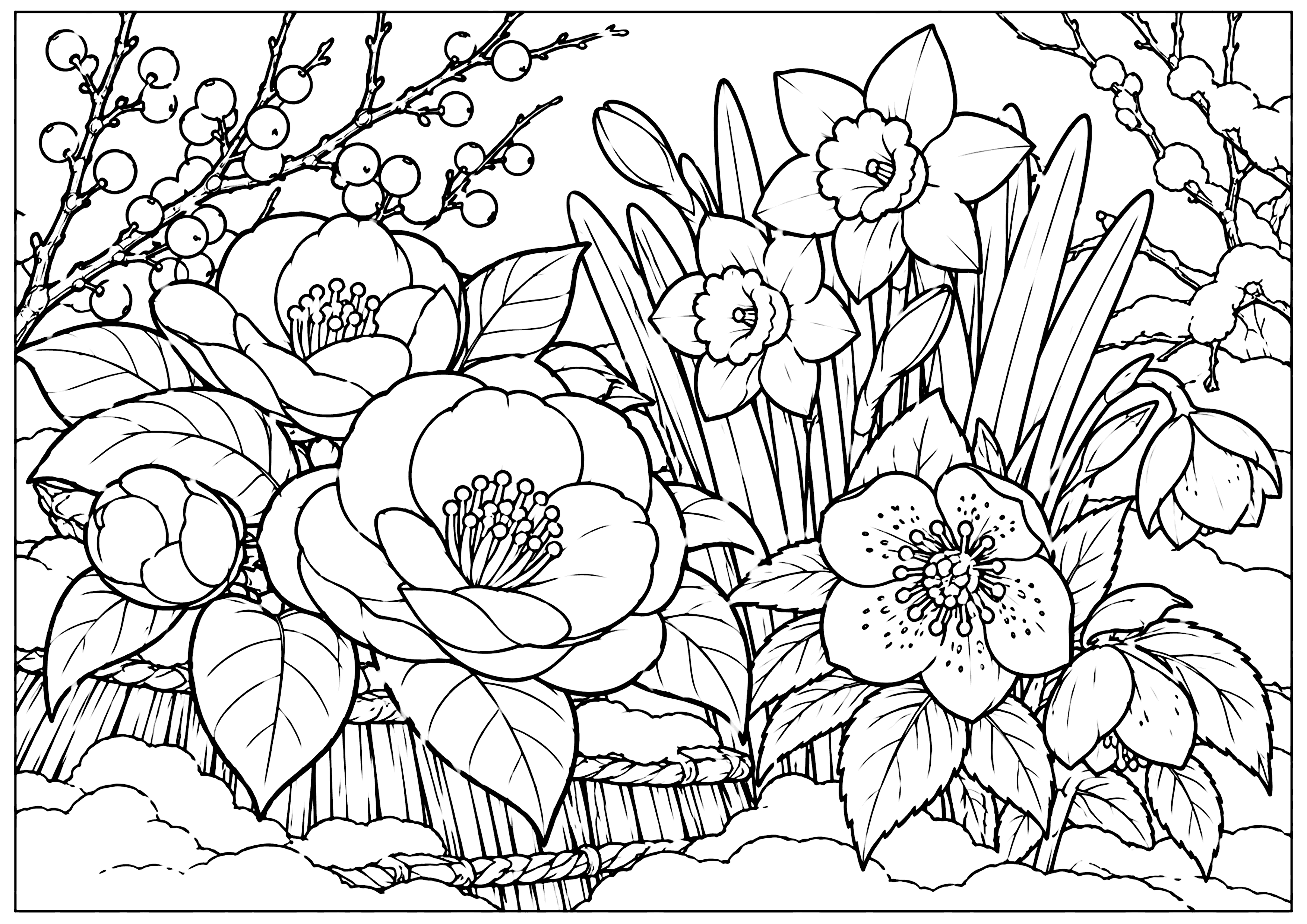 冬の花壇 塗り絵