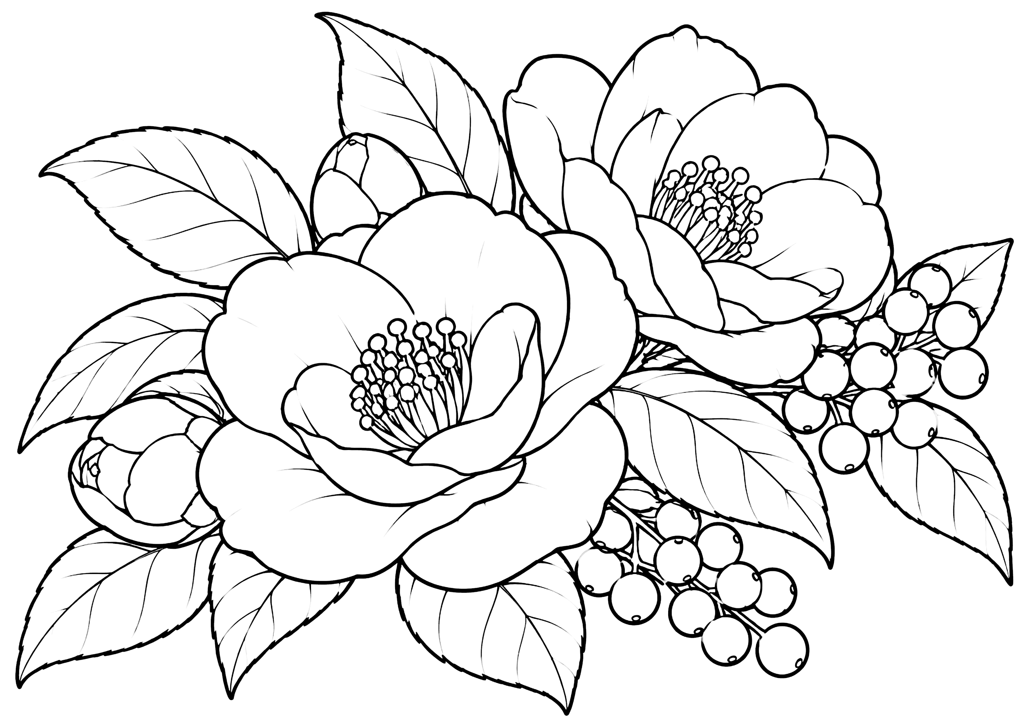 椿と木の実 塗り絵