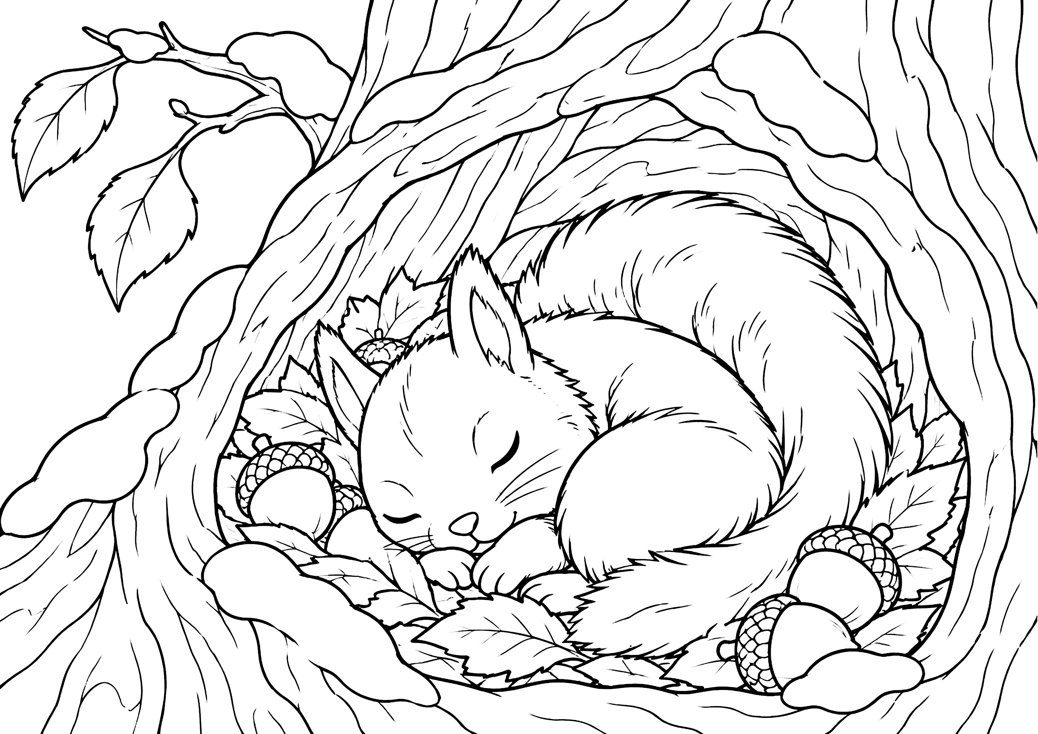 冬眠リス 塗り絵